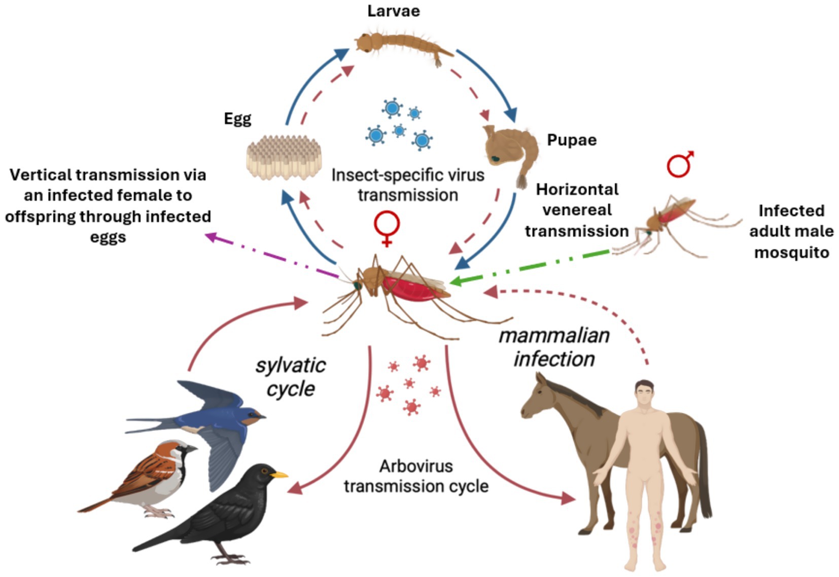 Diagram illustrating mosquito-borne virus transmission cycles. It shows vertical transmission in eggs, horizontal venereal transmission by infected male to female, and arbovirus cycles in birds and mammals, including humans and horses. Arrows indicate virus flow through eggs, larvae, pupae, and adult mosquitoes.