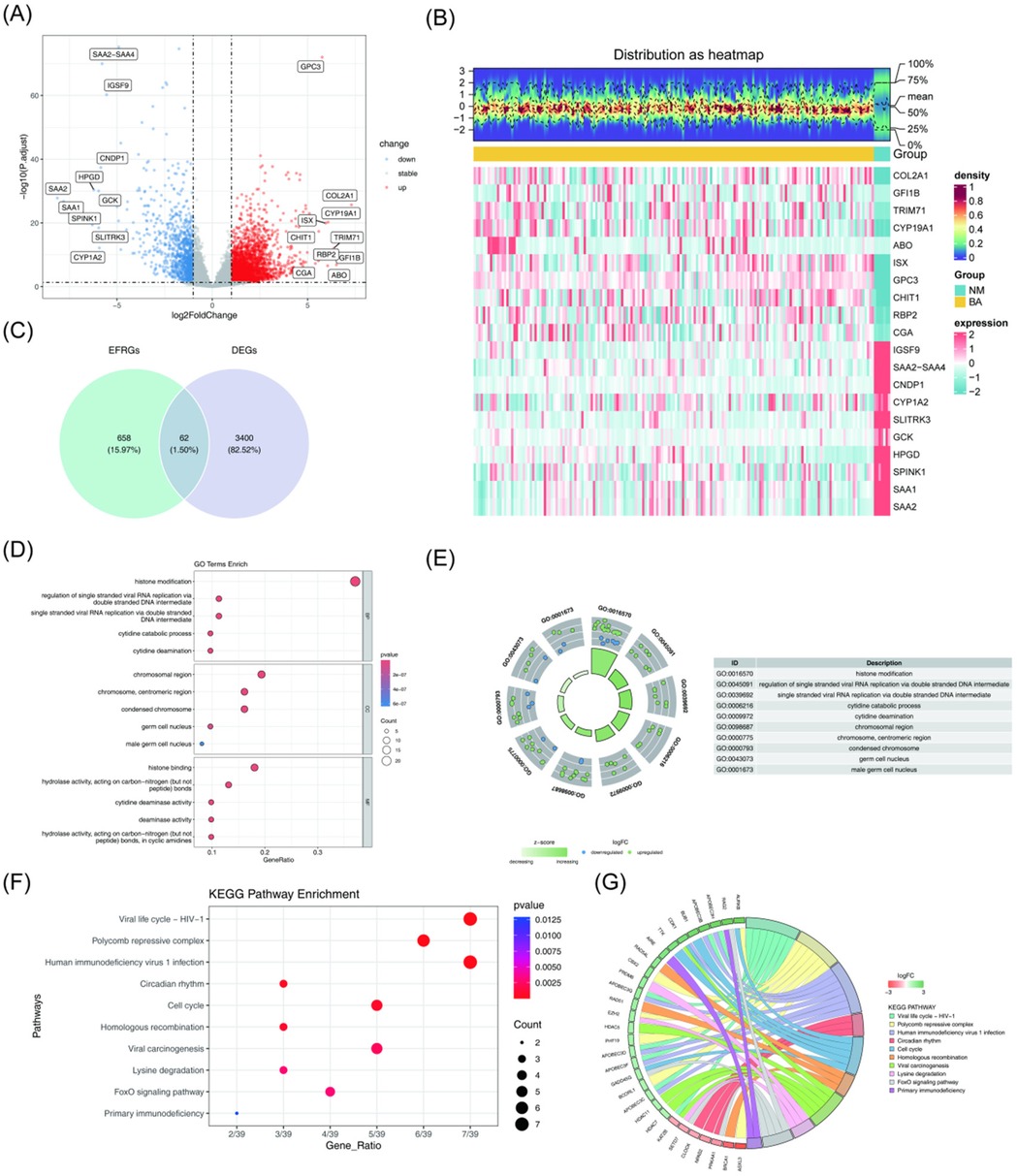 (A) A volcano plot displaying changes in gene expression, with significant genes marked. (B) A heatmap showing gene expression distribution across groups. (C) A Venn diagram comparing EFRGs and DEGs. (D) A dot plot for GO terms enrichment, categorized by gene ratio, p-value, and count. (E) A circular diagram illustrating GO term categories with an accompanying description table. (F) A dot plot of KEGG pathway enrichment, indicating pathways by gene ratio and p-value. (G) A circular chord diagram representing interactions among KEGG pathways, illustrating complex gene relationships.