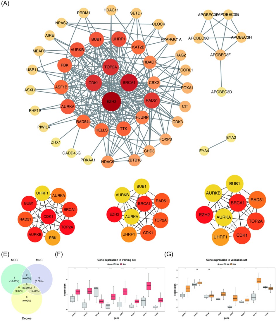 Network diagrams and graphs display gene interactions and expression levels. Panel A features interconnected genes in various shades, indicating expression levels and connections; darker shades signal higher centrality. Panels E, F, and G show a Venn diagram and box plots, comparing gene expression across different sets, with color-coded group distinctions.