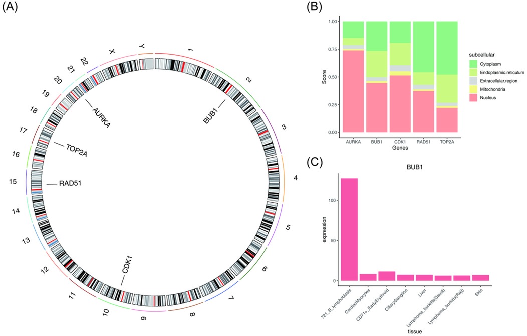 (A) Circular chromosome map indicating gene locations such as AURKA, BUB1, CDK1, RAD51, and TOP2A on various chromosomes. (B) Bar chart shows subcellular localization of these genes, with different colors representing cytoplasm, endoplasmic reticulum, extracellular region, mitochondria, and nucleus. (C) Bar chart displays BUB1 gene expression in different tissues, with highest expression in 721_B lymphoblasts and lower levels in other tissues like cardiac myocytes, liver, and brain regions.