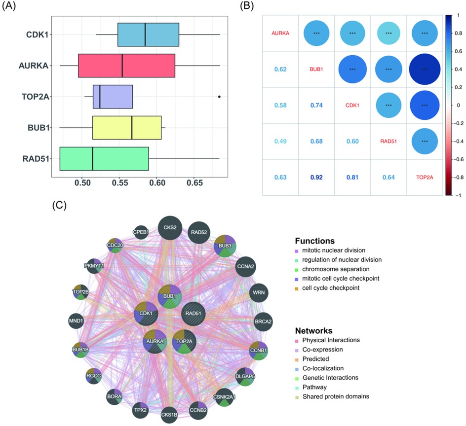 (A) Horizontal box plots showing expressions of CDK1, AURKA, TOP2A, BUB1, and RAD51. (B) Correlation matrix with colored circles representing different correlations among genes, with a color gradient from red to blue. (C) Network diagram illustrating interactions between genes with nodes and edges, color-coded by function and network type. Functions include mitotic nuclear division and checkpoint processes. Networks include physical interactions and co-expression.