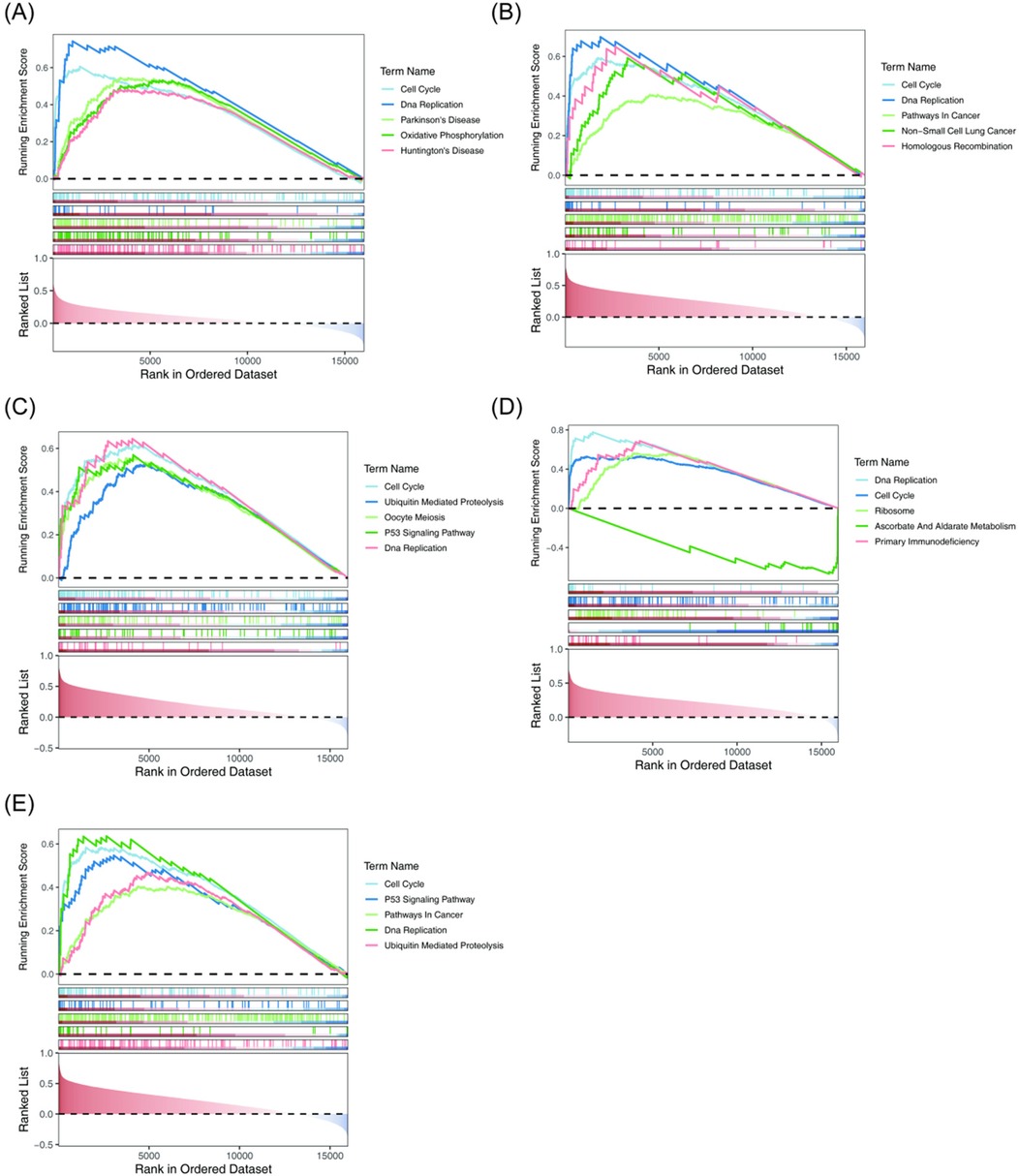 Five graphs labeled (A) to (E) display running enrichment scores against rank in an ordered dataset. Each graph features different biological terms such as \