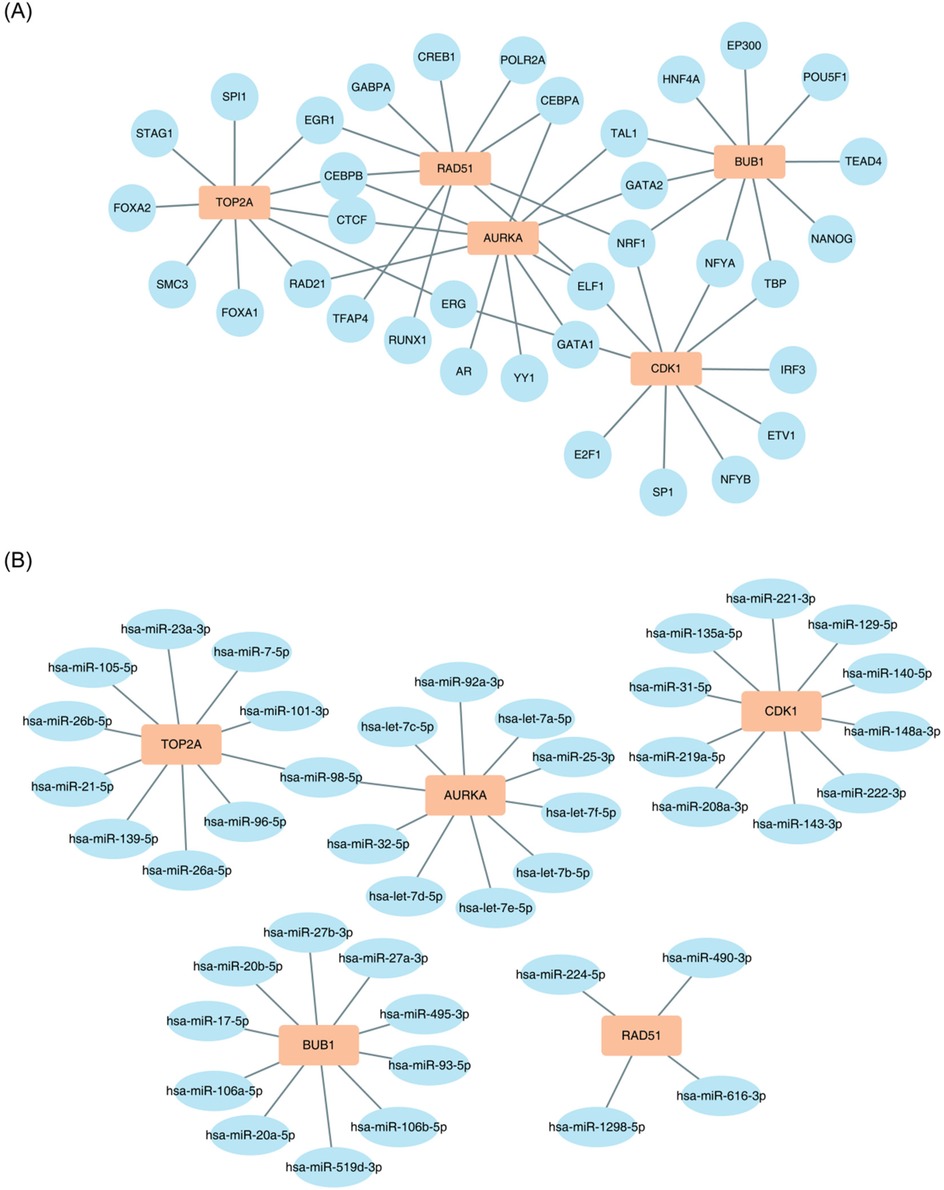 (A) Network diagram illustrating interactions between genes and proteins. Central nodes AURKA, RAD51, BUB1, CDK1, and TOP2A are linked to surrounding genes represented in circular nodes.\n\n(B) Similar network diagram showing interactions between key genes (AURKA, RAD51, BUB1, CDK1, TOP2A) and various microRNAs labeled as hsa-miR, depicted in oval nodes.