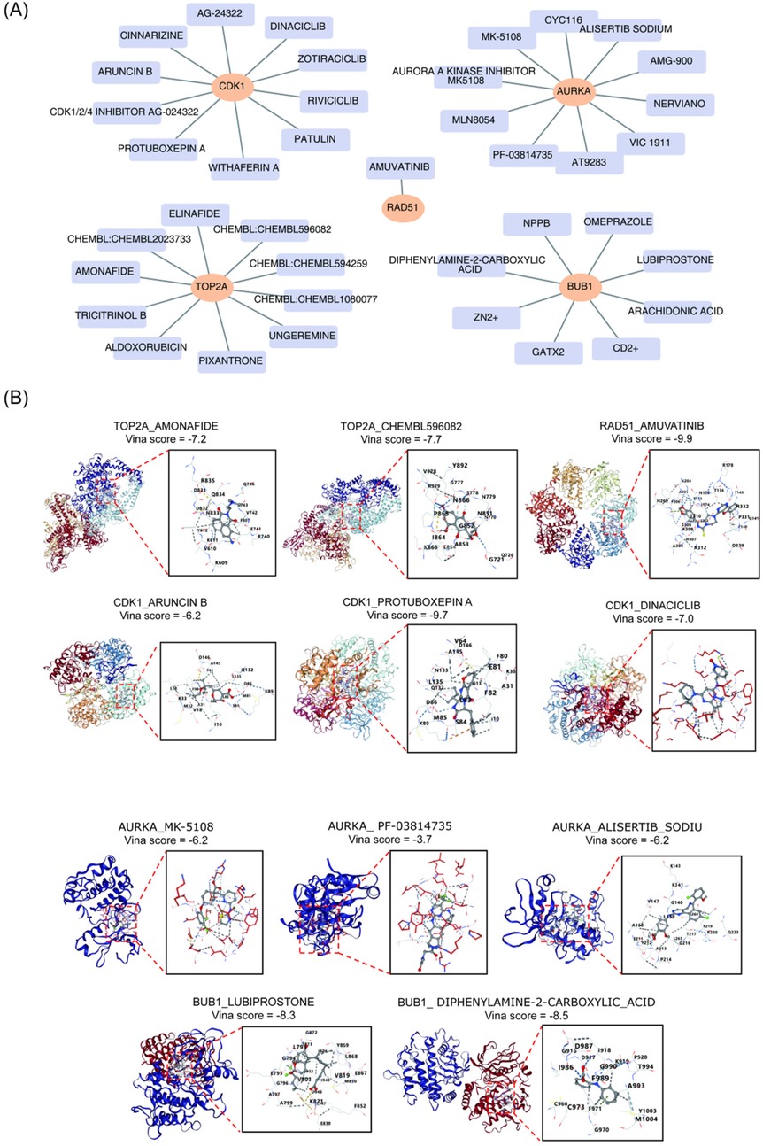(A) A network diagram showing interactions of CDK1, AURKA, RAD51, TOP2A, and BUB1 with various chemicals. CDK1 is connected to drugs like Dinaciclib and Rivociclib. AURKA interacts with compounds such as MK-5108. RAD51 shows linkage with Amuvatinib. TOP2A associates with chemicals like Elinafide. BUB1 is connected to compounds such as Lubiprostone.\n\n(B) Molecular docking results for various protein-ligand complexes. Structures such as CDK1_Aruncin B and AURKA_MK-5108 are shown with Vina scores indicating binding affinity. Complex illustrations with zoomed-in views highlight interaction sites.