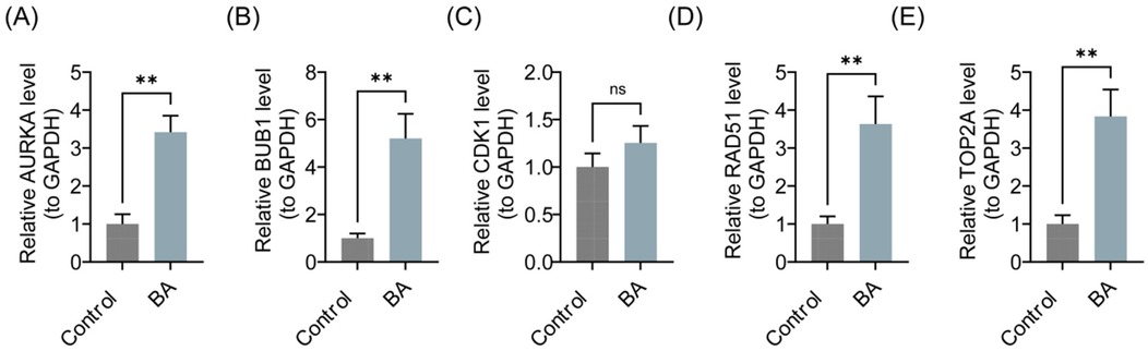 Bar graphs labeled A to E show relative protein level comparisons to GAPDH between Control and BA treatments. Significant increases in AURKA, BUB1, RAD51, and TOP2A levels are indicated in panels A, B, D, and E. In panel C, CDK1 level change is not significant.