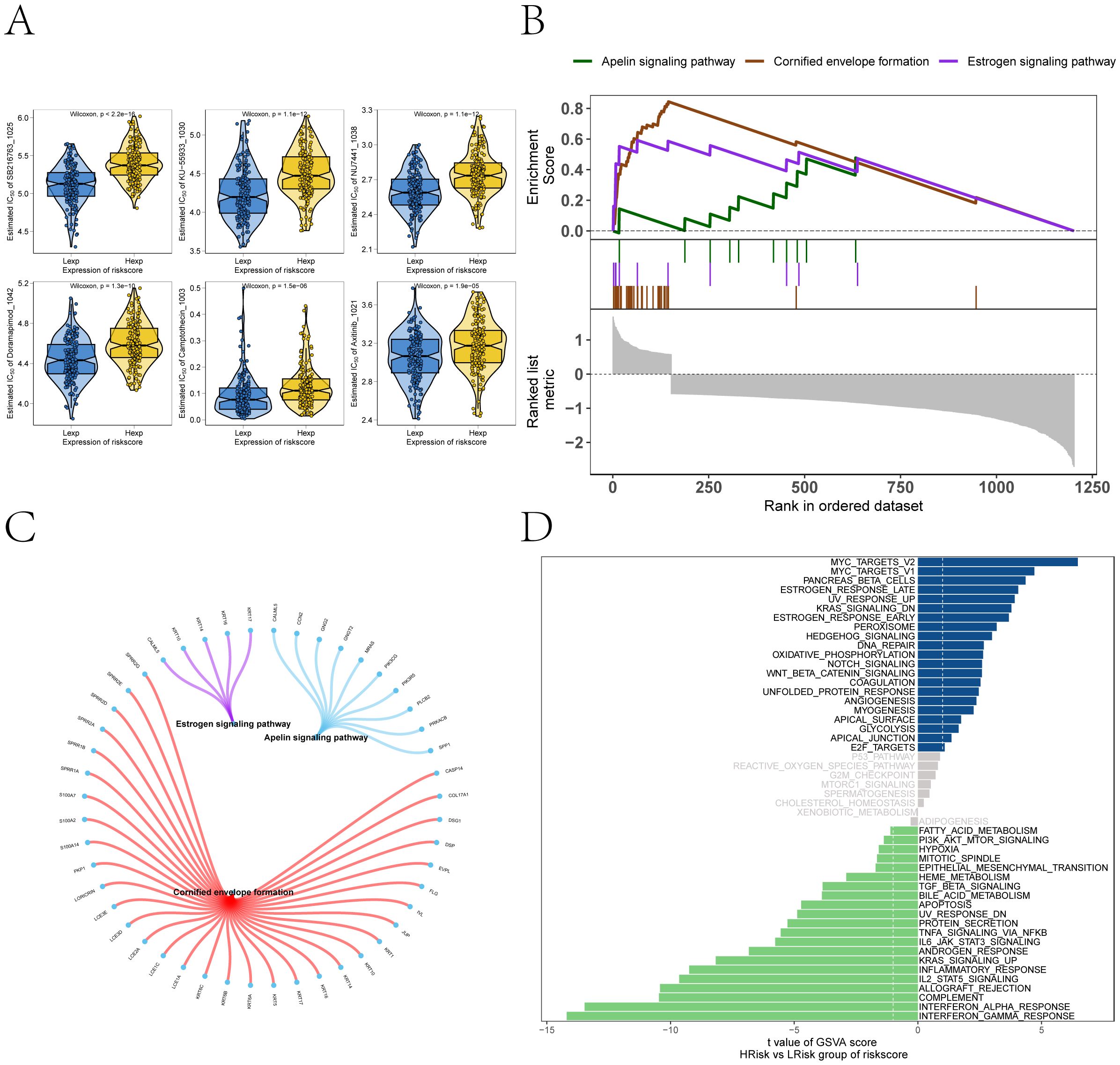 Panel A shows six violin plots comparing lamp and heep expression of risk scores across different markers. Panel B presents a line graph illustrating enrichment scores and ranked metrics for the Apelin signaling pathway, cornified envelope formation, and estrogen signaling pathway. Panel C features a circular network diagram depicting connections among these pathways. Panel D contains a bar chart comparing GSVA scores for high risk versus low risk groups of risk scores, highlighting specific gene sets.