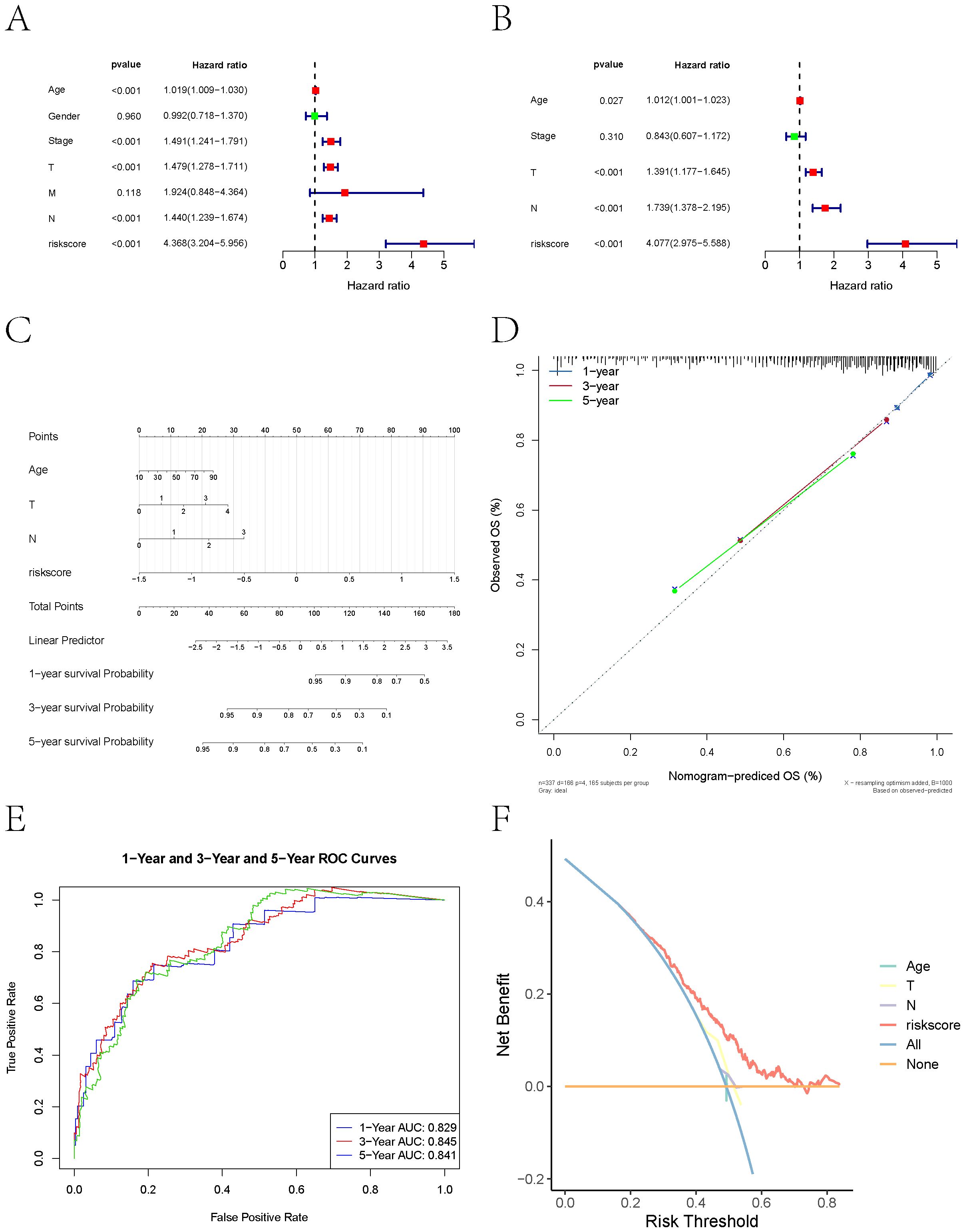 A series of six panels show statistical and graphical analyses: A. Hazard ratios for age, gender, stage, tumor (T), metastasis (M), node (N), and risk score with confidence intervals. B. Hazard ratios for age, stage, tumor, node, and risk score with confidence intervals. C. Nomogram predicting survival probabilities based on points for age, tumor, node, and risk score. D. Calibration plot comparing observed versus predicted overall survival at one, three, and five years. E. ROC curves displaying the area under the curve (AUC) for one, three, and five-year survival. F. Decision curve analysis showing net benefit across risk thresholds for age, tumor, node, risk score, all, and none categories.
