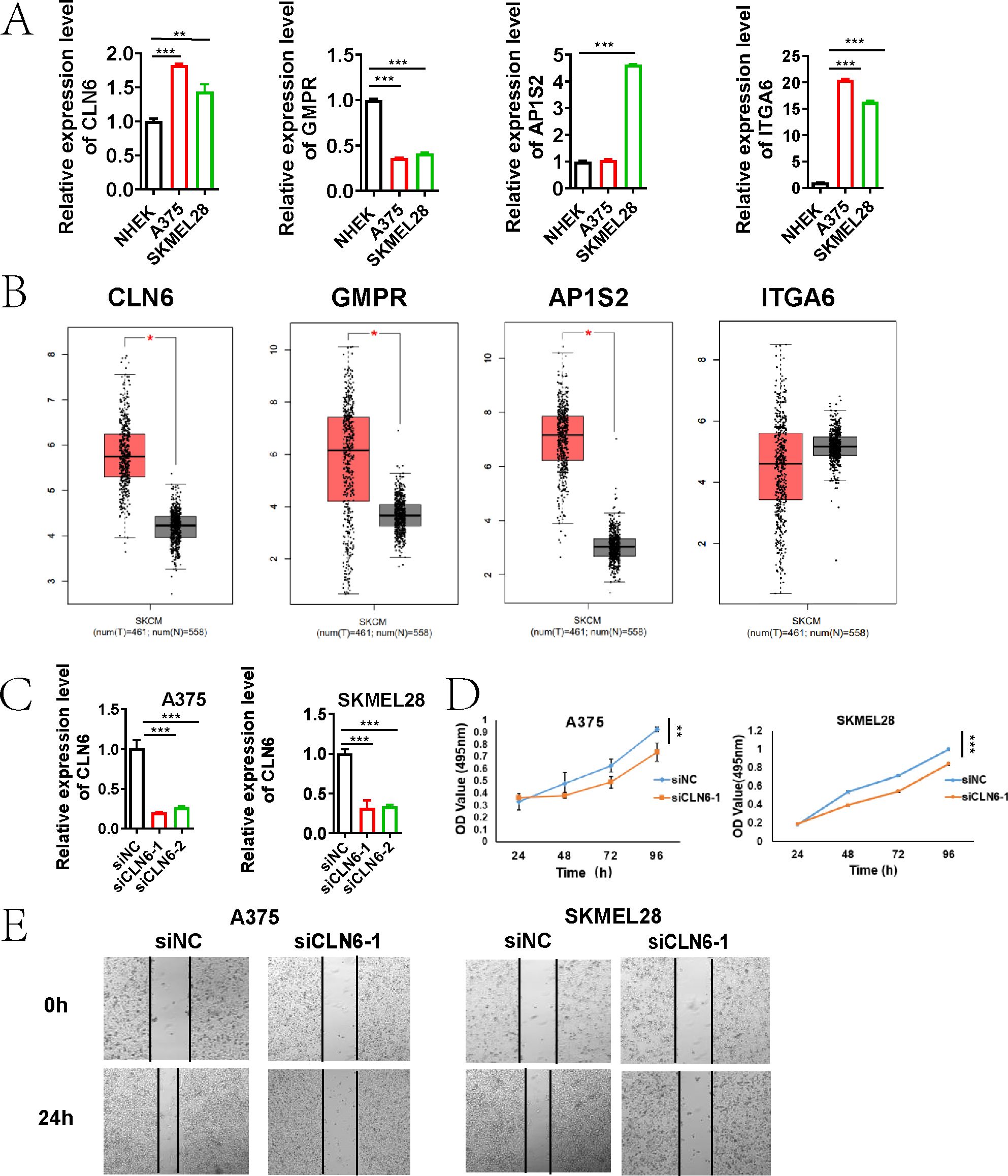 Figure with multiple panels displaying data analysis results: A) Bar graphs showing relative expression levels of CLN6, GMPR, AP1S2, and ITGA6 in NHBE, A375, and SKMEL28 cell lines, with significant differences indicated. B) Box plots for CLN6, GMPR, AP1S2, and ITGA6 expression levels, comparing two sample groups labeled S-SXCM and SXCM, with significance markers. C) Bar graphs comparing relative expression of CLN6 between siNC and siCLN6 samples in A375 and SKMEL28 cell lines. D) Line graphs showing OD values over time for A375 and SKMEL28, comparing siNC and siCLN6 conditions. E) Images showing cell migration at 0 and 24 hours for A375 and SKMEL28 under siNC and siCLN6 conditions.