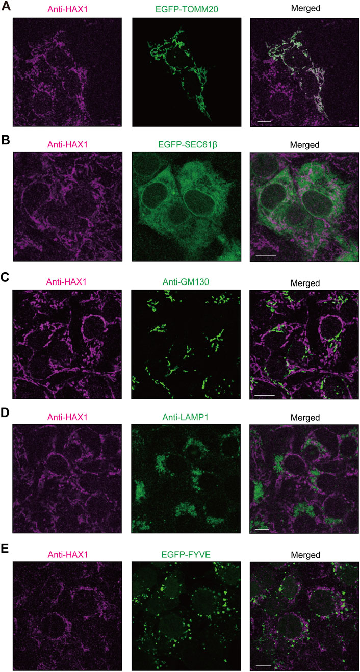 Immunofluorescence images with five panels labeled A to E. Each panel shows three images: left with Anti-HAX1 staining in magenta, middle with different green markers (EGFP-TOMM20, EGFP-SEC61β, Anti-GM130, Anti-LAMP1, EGFP-FYVE), and right with merged images. Images depict cellular localization and interactions.