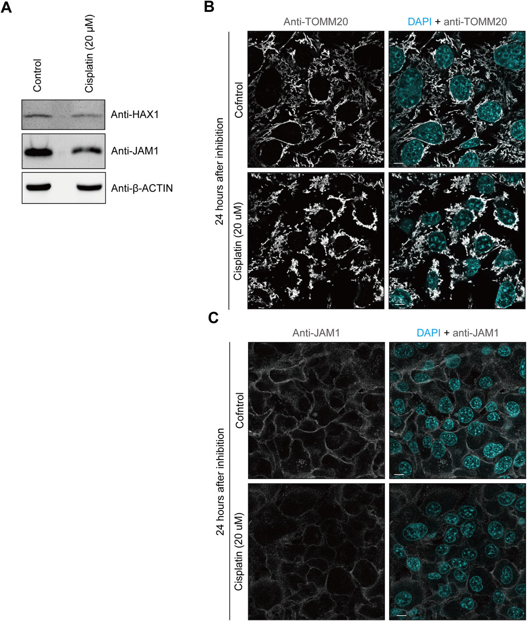 Panel A shows Western blot results for anti-HAX1, anti-JAM1, and anti-β-ACTIN under control and cisplatin-treated conditions. In panel B, immunofluorescence images display Anti-TOMM20 staining with and without DAPI in control and cisplatin-treated cells at 24 hours. Panel C shows Anti-JAM1 staining with and without DAPI in similar conditions.