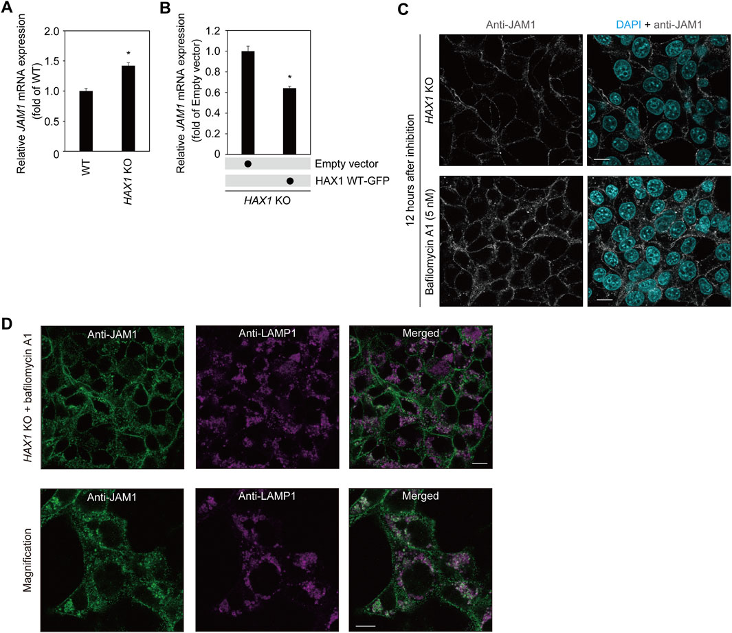Graphs and microscopy images show the expression of JAM1 mRNA and protein levels under various conditions. Panel A presents a bar graph comparing JAM1 mRNA expression in wild-type and HAX1 knockout cells. Panel B illustrates JAM1 mRNA expression in HAX1 knockout cells with an empty vector and HAX1 WT-GFP. Panel C contains fluorescence microscopy images showing Anti-JAM1 staining in HAX1 knockout cells and after treatment with bafilomycin A1. Panel D depicts further fluorescence microscopy images with Anti-JAM1 and Anti-LAMP1 staining, showing separate and merged channels both with and without magnification.