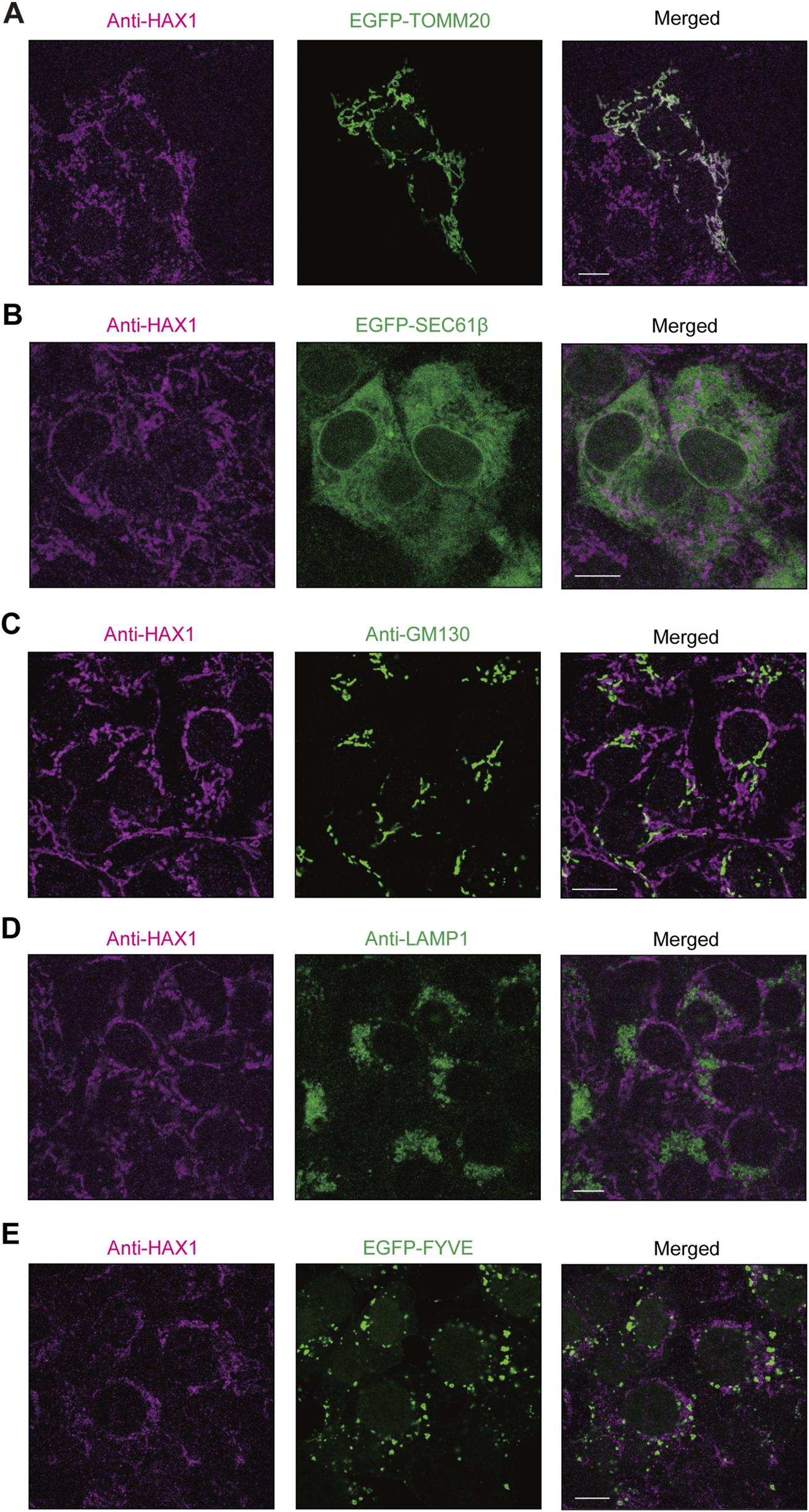 Immunofluorescence images with five panels labeled A to E. Each panel shows three images: left with Anti-HAX1 staining in magenta, middle with different green markers (EGFP-TOMM20, EGFP-SEC61β, Anti-GM130, Anti-LAMP1, EGFP-FYVE), and right with merged images. Images depict cellular localization and interactions.