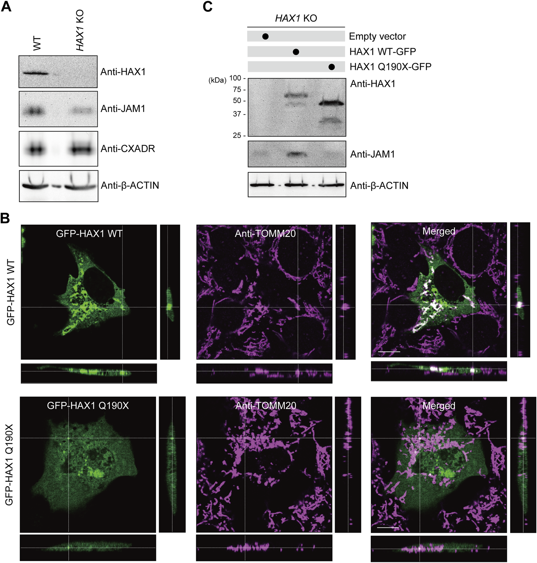 Panel A shows Western blots comparing protein levels in wild-type and HAX1 knockout samples using antibodies against HAX1, JAM1, CXADR, and β-ACTIN. Panel B displays fluorescence microscopy images of cells expressing GFP-HAX1 WT (wild-type) and GFP-HAX1 Q190X. The images include individual channels for GFP and TOMM20, as well as merged versions. Panel C presents a Western blot analysis of HAX1 knockout cells transfected with empty vector, HAX1 WT-GFP, or HAX1 Q190X-GFP, showing results for HAX1, JAM1, and β-ACTIN.