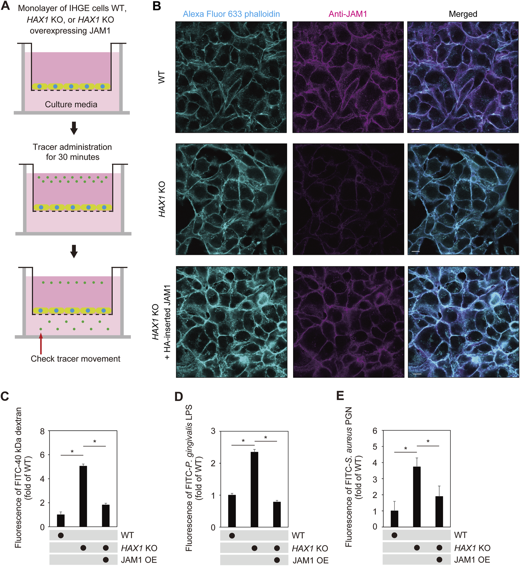 Diagram of experiments with IHGE cell monolayers: A) Steps for tracer movement check involving different IHGE cell types (WT, HAX1 KO, HAX1 KO overexpressing JAM1). B) Fluorescent images showing cell staining using Alexa Fluor 633 phalloidin and Anti-JAM1 across WT, HAX1 KO, and HAX1 KO with JAM1. C-E) Bar graphs displaying fluorescence of FITC-dextran, P. gingivalis LPS, and S. aureus PGN, highlighting differences between WT, HAX1 KO, and JAM1 overexpressing conditions. Asterisks indicate statistical significance.