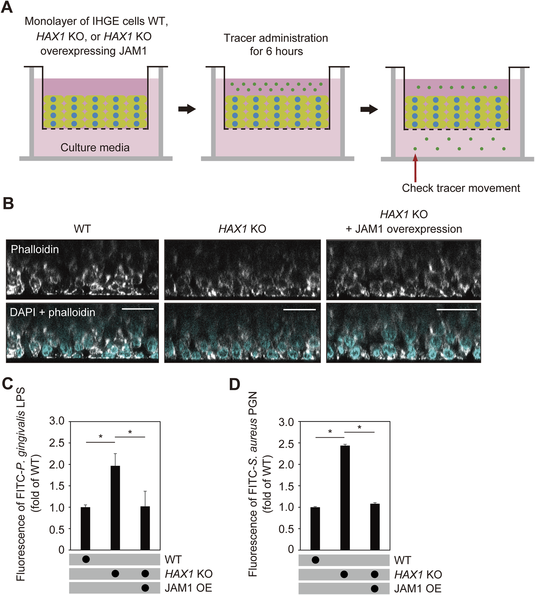 Diagram consists of four panels. (A) Diagram showing IHGE cell layers in culture media, with tracer administration for 6 hours and subsequent tracer movement check. (B) Microscopy images comparing WT, HAX1 KO, and HAX1 KO with JAM1 overexpression, with phalloidin and DAPI staining. (C) and (D) Bar graphs comparing fluorescence of FITC-labeled P. gingivalis LPS and S. aureus PGN in different conditions, indicating significant differences marked by asterisks.