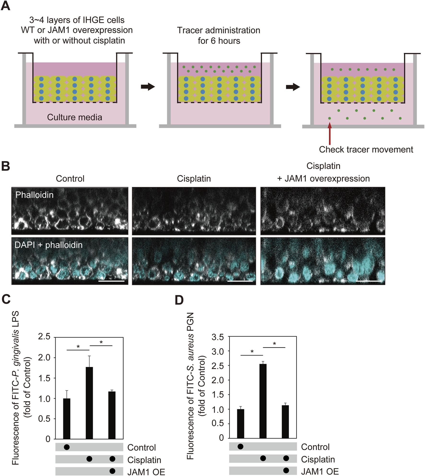 Diagram illustrating an experimental setup and results for IHGE cell layers, with and without JAM1 overexpression and cisplatin treatment. Panel A shows cell layers in a culture with tracer movement being tracked. Panel B includes fluorescence images showing phalloidin and DAPI staining of IHGE cells under various treatments. Panels C and D display bar graphs of FITC-P. gingivalis LPS and FITC-S. aureus PGN fluorescence levels, indicating significant differences among control, cisplatin, and JAM1 overexpression groups. Asterisks denote statistical significance.