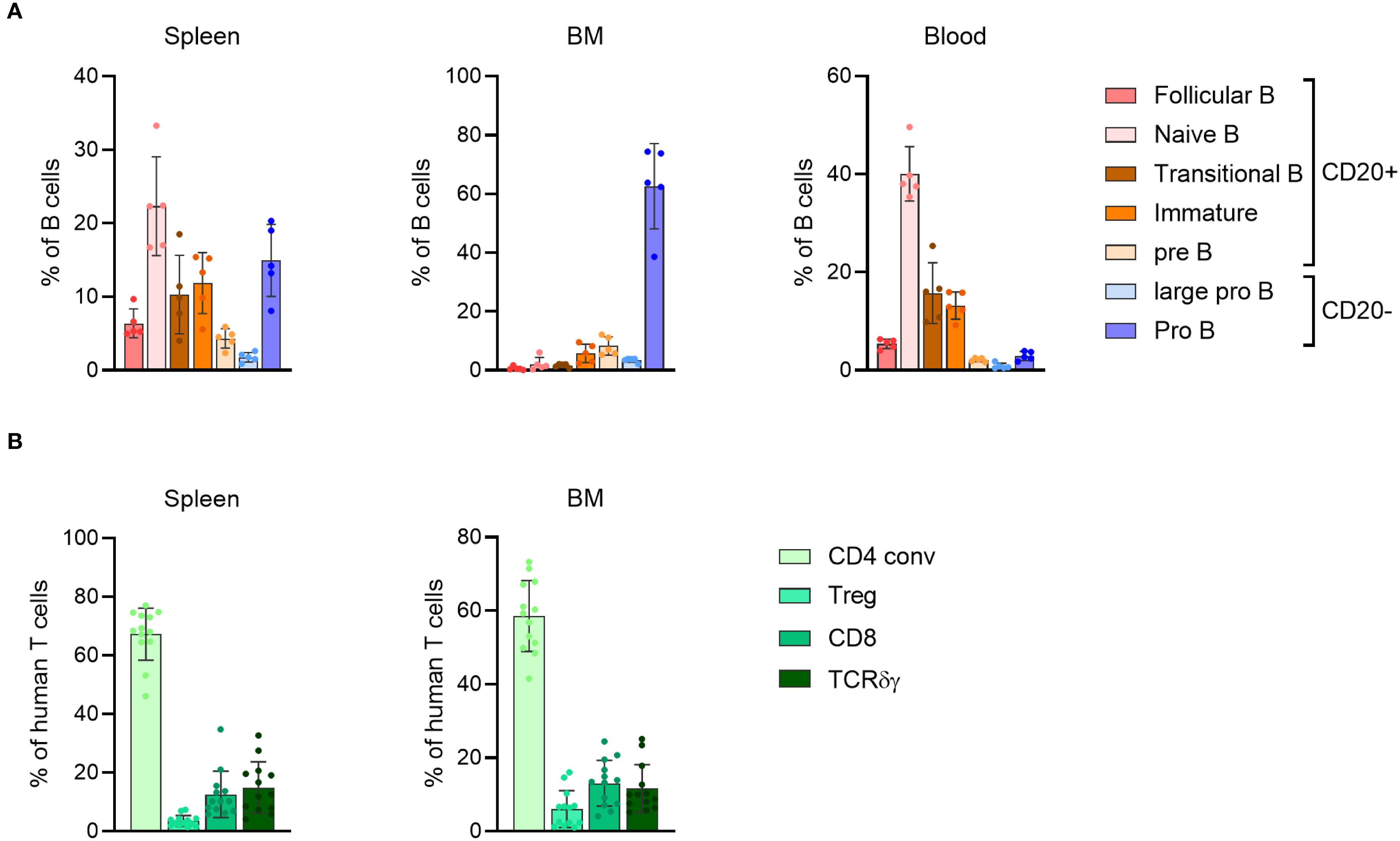 Bar charts illustrating the percentage of B and T cells in spleen, bone marrow (BM), and blood. Chart A shows B cell subsets: follicular, naive, transitional, immature, pre B, large pro B, and pro B. Chart B displays T cell types: CD4 conventional, T regulatory (Treg), CD8, and TCR gamma delta (TCRγδ). Data include error bars for variability.