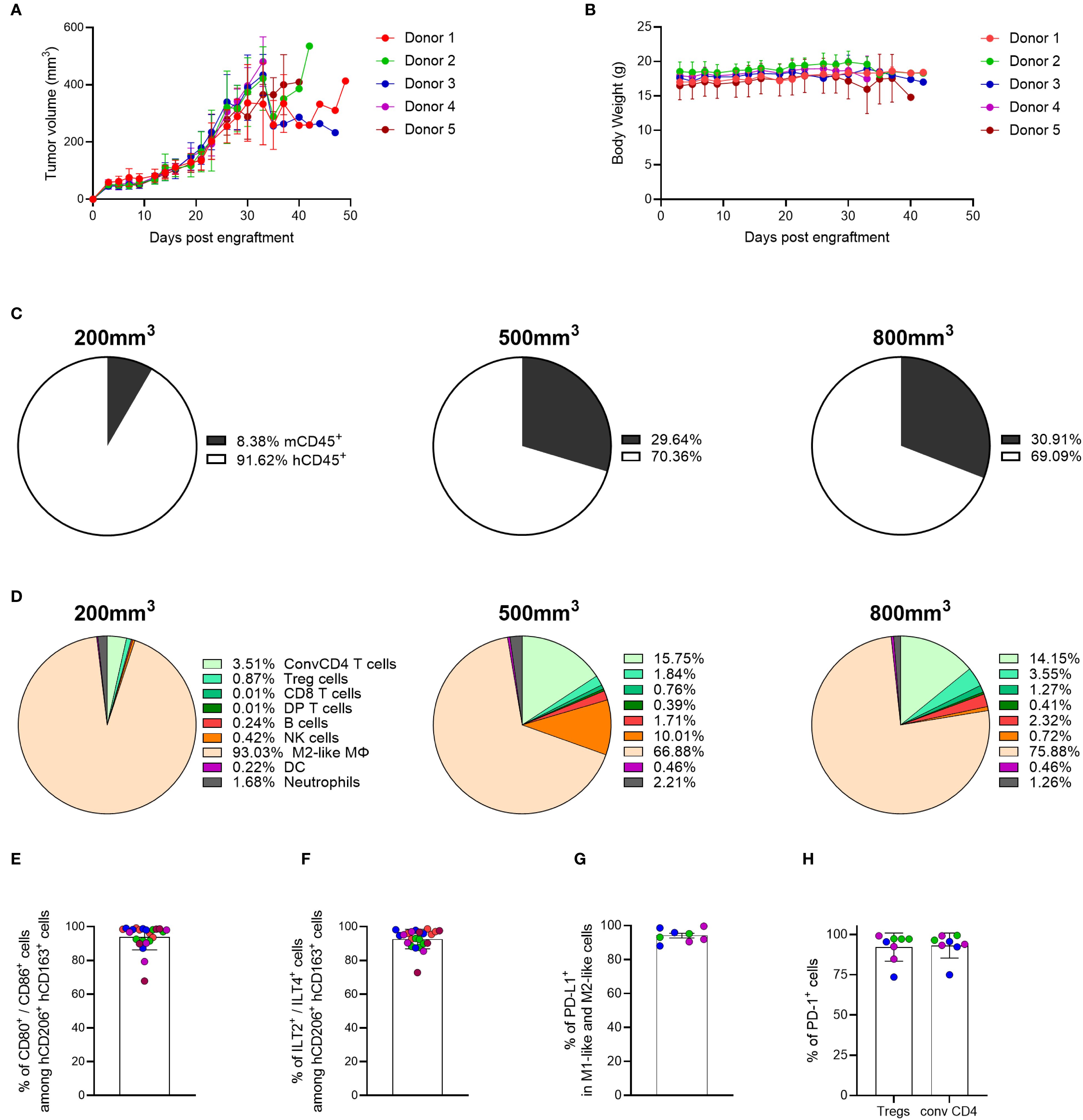 A: Line chart showing tumor volume growth over 50 days across five donors with a visible increasing trend and error bars. B: Line chart displaying stable body weight across donors over time. C-D: Pie charts illustrate cell composition at tumor volumes of 200 mm³, 500 mm³, and 800 mm³. C differentiates mCD45+ and hCD45+ cells; D details various immune cells. E-H: Bar graphs present percentages of specific cell types, emphasizing CD80+/CD86+, LT2+, ILT4+, PD-L1+, and PD1+ cells, with variation among donors indicated.