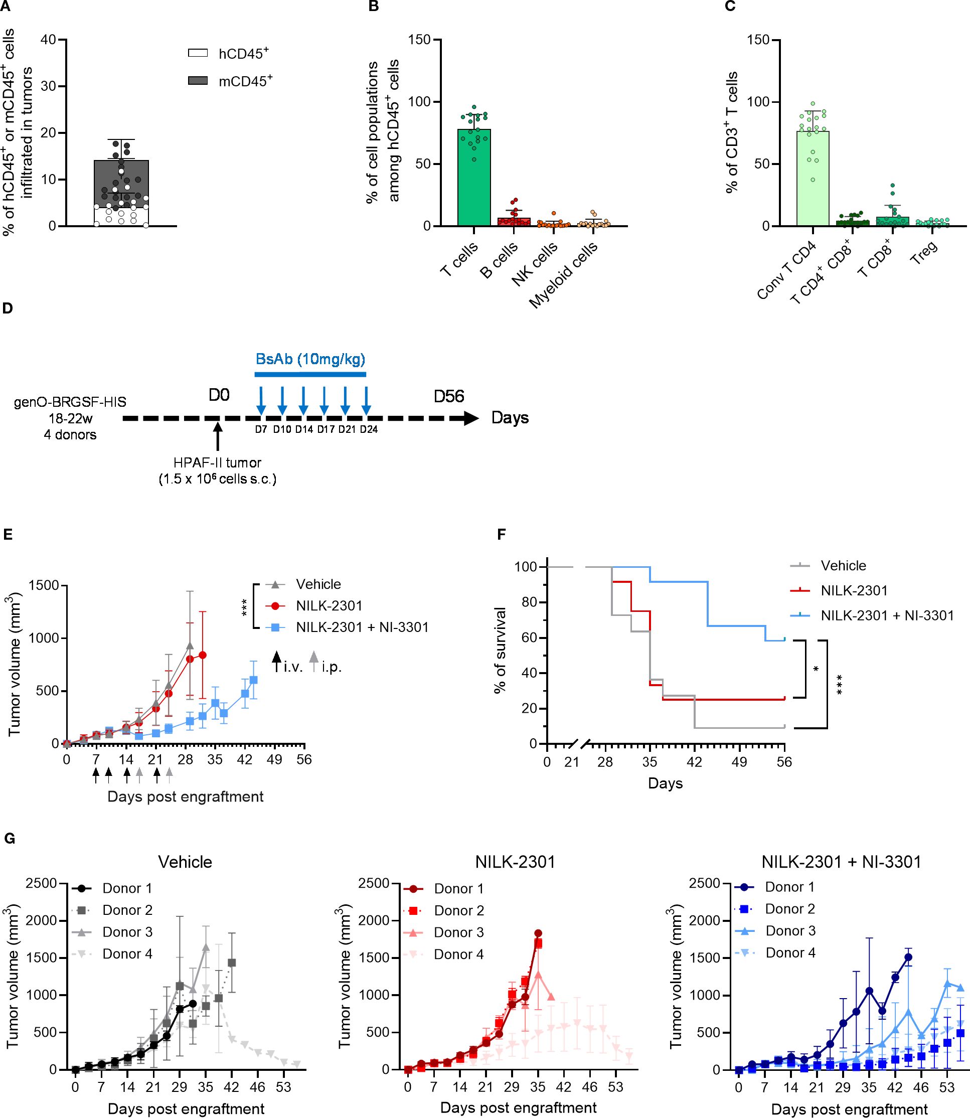 A) Bar chart showing the percentage of hCD45⁺ and mCD45⁺ cells infiltrated in tumors. B) Bar chart illustrating cell population percentages among hCD45⁺ cells, highlighting T cell dominance. C) Bar chart displaying percentages of CD3⁺ T cell subtypes, with conventional T CD4 cells leading. D) Diagram of the experimental timeline and BsAb administration schedule. E) Line graph showcasing tumor volume over time postengraftment for Vehicle, NILK-2301, and NILK-2301 + NI-3301 groups. F) Survival curve comparing all groups. G) graphs depicting tumor volume for four donors across different treatment groups.