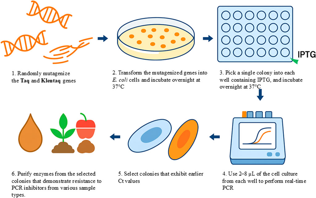 Flowchart illustrating the process of selecting and purifying enzymes resistant to PCR inhibitors: 1. Randomly mutagenize Taq and Klentaq genes. 2. Transform these genes into E. coli cells and incubate. 3. Pick a single colony into wells with IPTG and incubate. 4. Use cell culture from each well for real-time PCR. 5. Select colonies with earlier Ct values. 6. Purify enzymes from colonies showing resistance to PCR inhibitors from various samples.