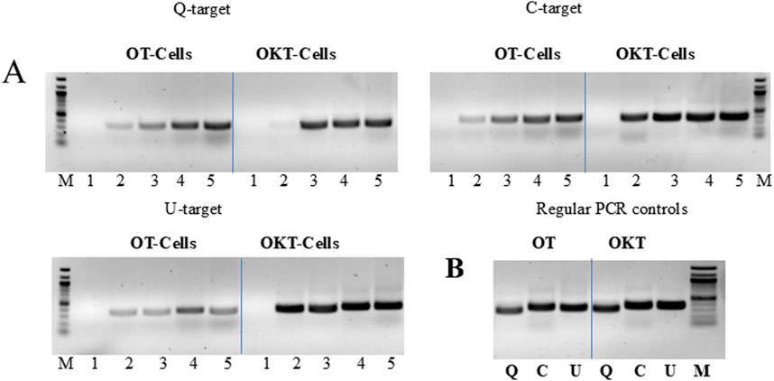 Gel electrophoresis image shows bands for OT-Cells and OKT-Cells under Q-target, C-target, and U-target conditions. Panel A displays bands for both cell types across different targets, while panel B shows bands under regular PCR controls, with markers on the sides.