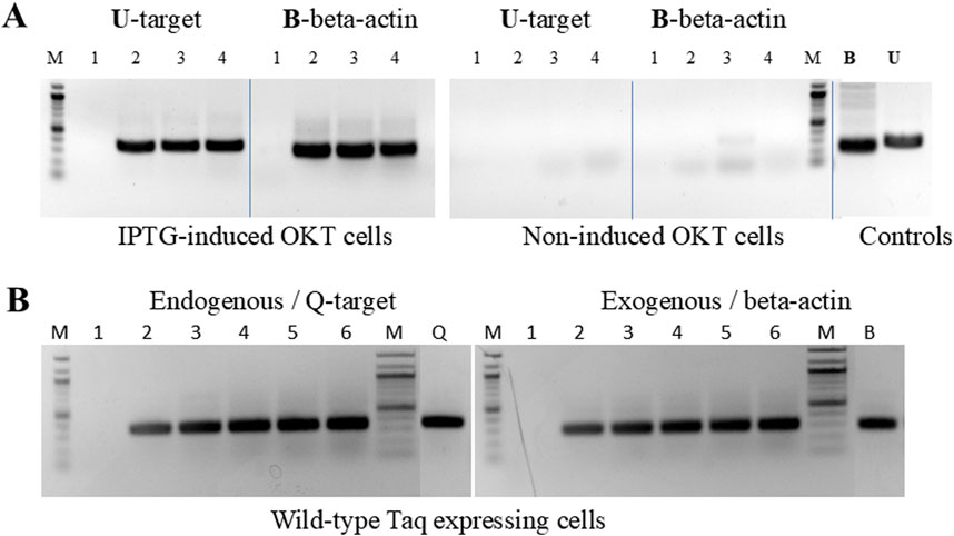 Gel electrophoresis image shows results of experiments with OKT cells and Taq expressing cells. Panel A compares IPTG-induced and non-induced OKT cells with U-target and B-beta-actin. Panel B compares endogenous Q-target and exogenous beta-actin in wild-type Taq expressing cells. Lanes labeled for different targets and markers.