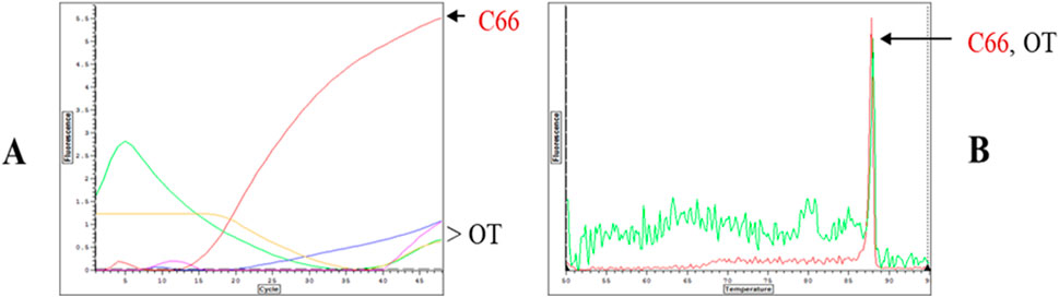 Four panels labeled A, B, C, and D showing fluorescence data. A and C: graphs of fluorescence over cycles with various colored curves, labeled C66 and OT. B and D: fluorescence versus temperature, featuring densely packed overlapping curves, also labeled C66 and OT.