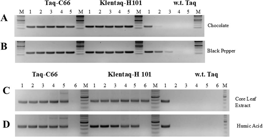 Gel electrophoresis image showing DNA bands for Taq-C66, Klentaq-H101, and w.t. Taq enzymes. Panels A and B depict results for chocolate and black pepper samples, respectively. Panels C and D illustrate core leaf extract and humic acid samples. Each panel includes lanes labeled M for markers, followed by lanes numbered for sample identification.