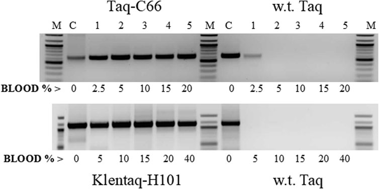 Gel image with two sections showing PCR results. The top section compares Taq-C66 and wild type Taq with varying blood percentages (0 to 20). The bottom section shows Klentaq-H101 and wild type Taq, with blood percentages from 0 to 40. Marker (M) and control (C) lanes present. Bands are observed at varying intensities corresponding to blood percentages.