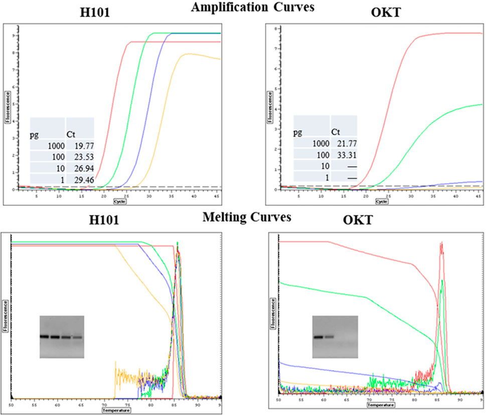 Amplification and melting curves for H101 and OKT. The top row shows the amplification curves for H101 and OKT, with cycle thresholds (Ct) for different pg amounts displayed. The bottom row presents melting curves, each with an inset electrophoresis gel image for both H101 and OKT, showing different fluorescent signals.