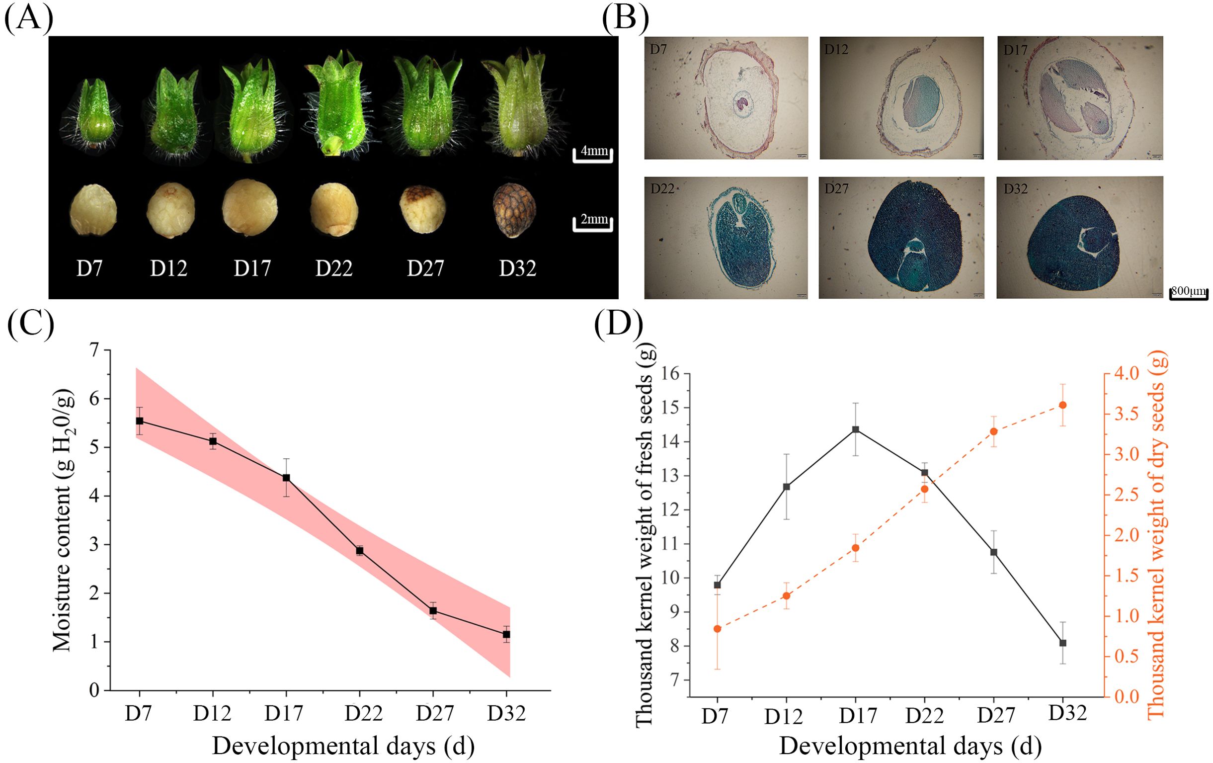 Panel A shows images of seed development from day 7 to day 32 with both outer and inner views. Panel B contains microscopic images of seed cross-sections during the same period. Panel C presents a graph showing a decrease in moisture content over developmental days. Panel D features a graph displaying changes in the thousand kernel weight of fresh and dry seeds, illustrating weight variations over time.