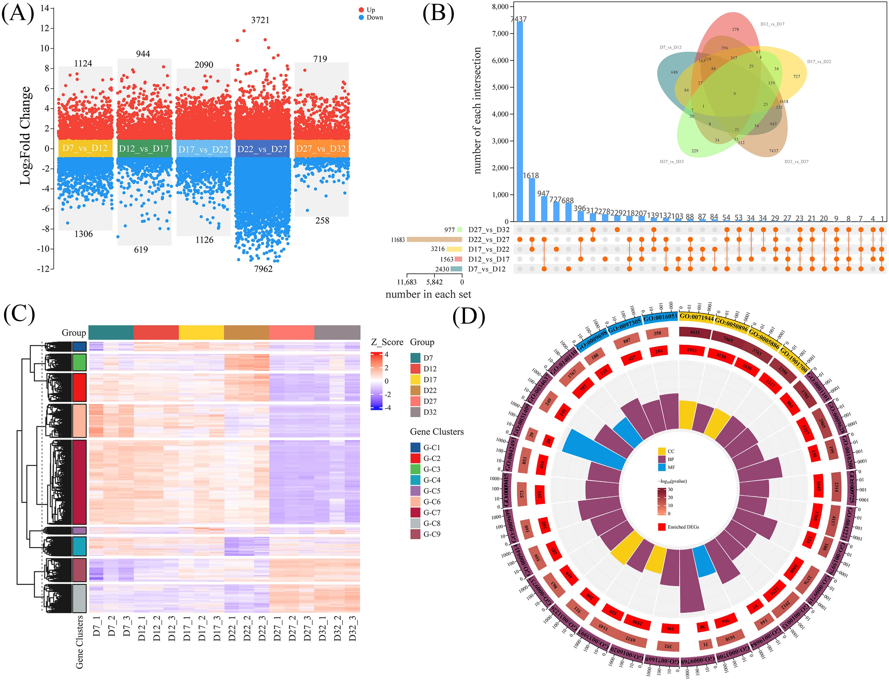 Panel (A) presents a scatter plot showing log fold changes with points in red for upregulated and blue for downregulated genes across different comparisons. Panel (B) includes a bar chart of intersection numbers with a Venn diagram depicting overlaps among gene sets. Panel (C) features a heatmap illustrating gene expression levels across specified groups, with a color scale for Z-scores. Panel (D) displays a circular diagram showing different gene ontology categories and the distribution of enriched differentially expressed genes.
