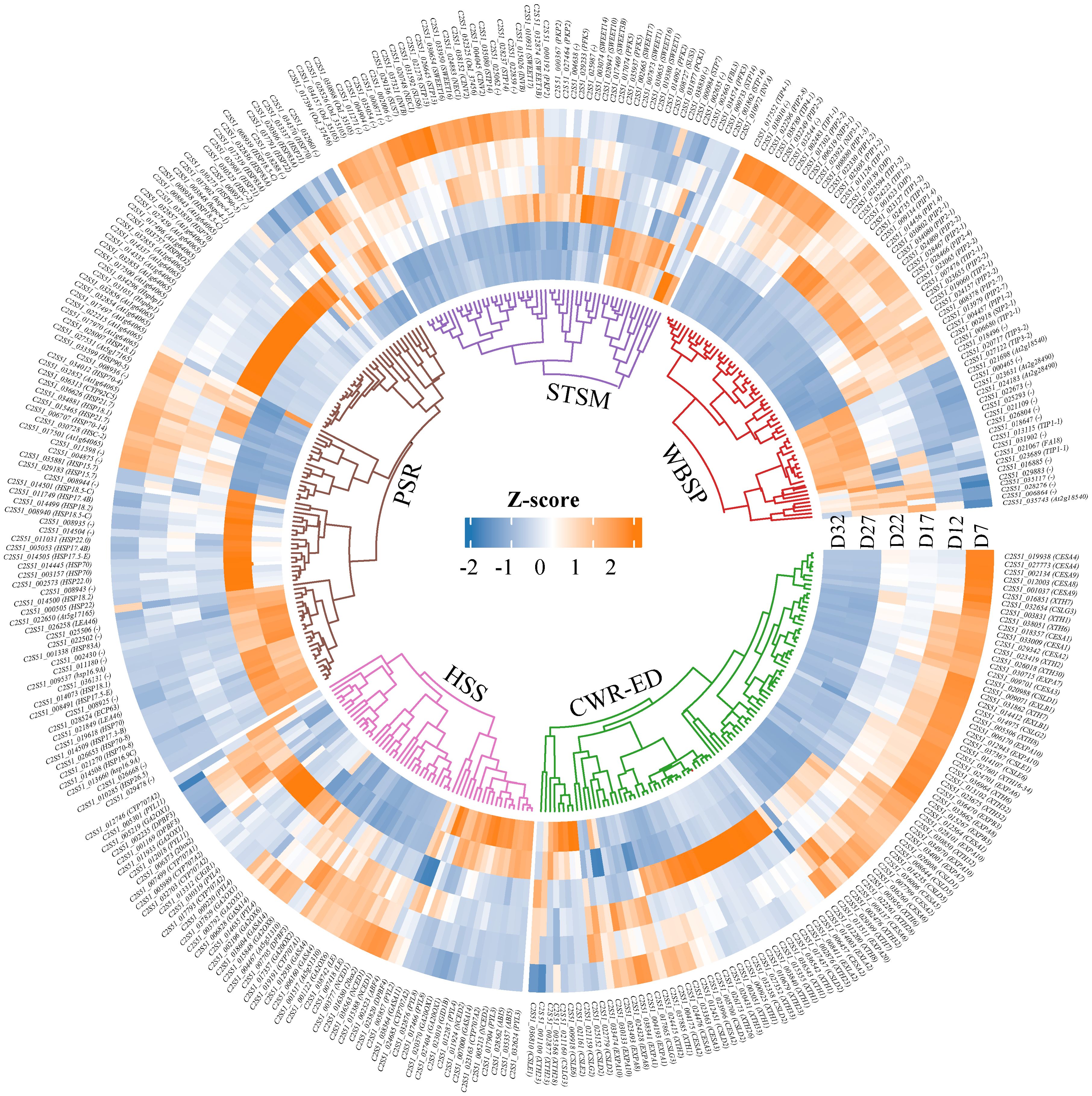 Circular heatmap displaying gene expression data organized by hierarchical clustering. Outer ring contains gene labels, inner heatmap shows Z-scores ranging from blue (-2) to orange (2). Sections labeled STSM, WBSP, PSR, HSS, and CWR-ED highlight different gene clusters. Z-score legend is centered.