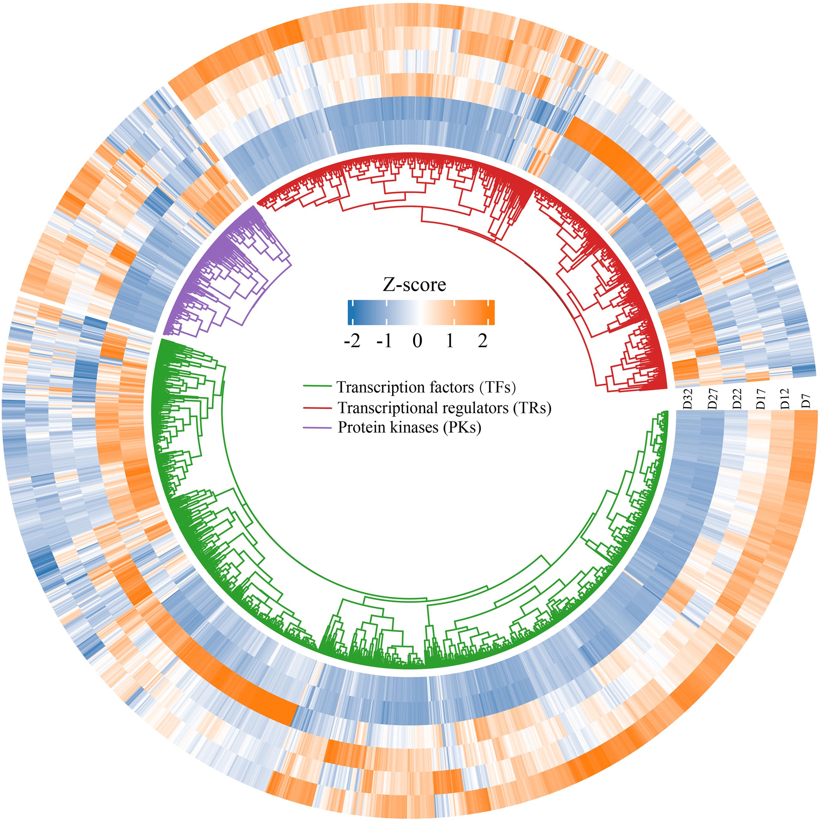 Circular heatmap displaying a hierarchical clustering of transcription factors (green), transcriptional regulators (red), and protein kinases (purple). The heatmap uses a Z-score color scale ranging from -2 (blue) to 2 (orange) to represent data intensity across different days labeled D0 to D22.