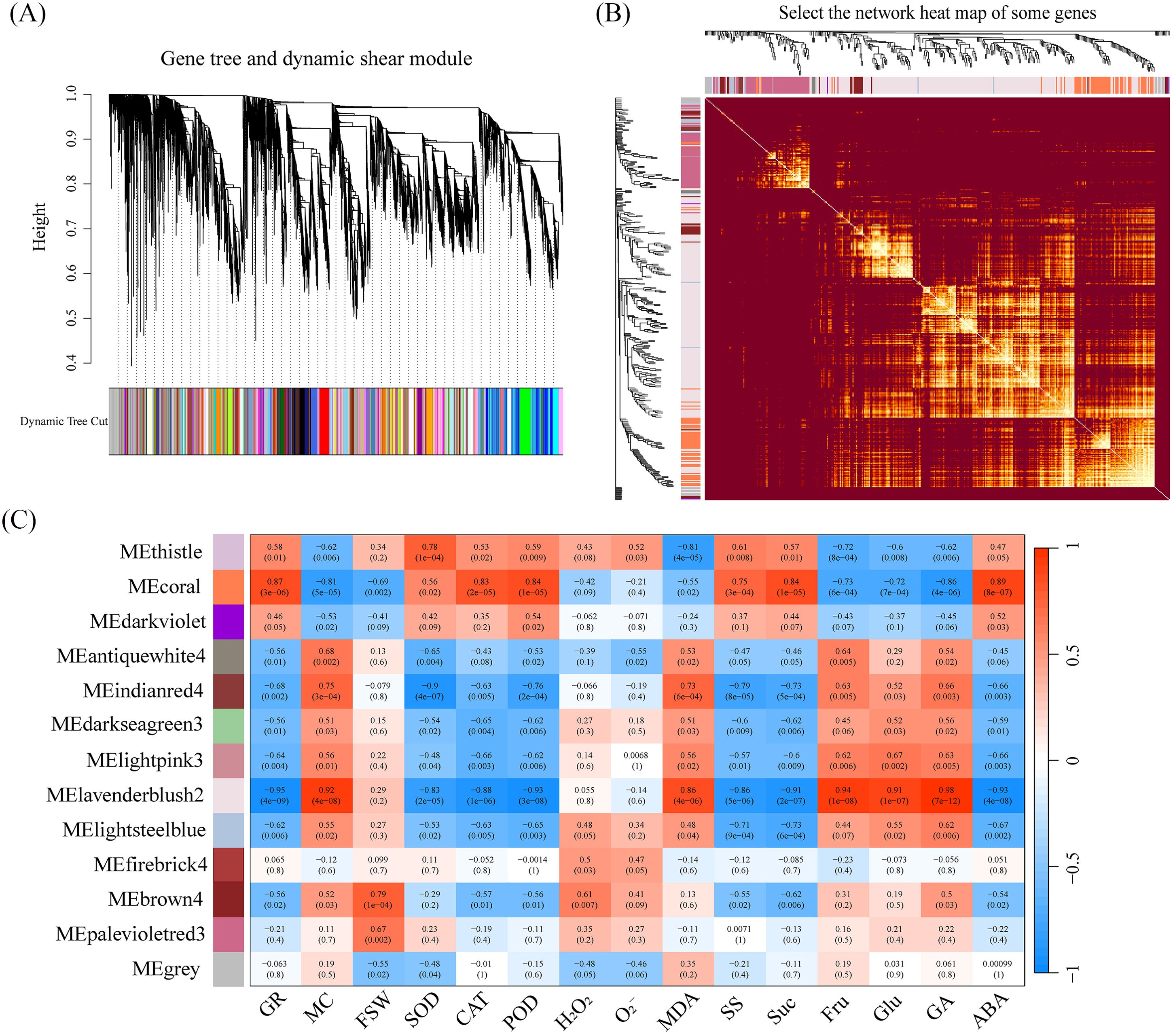 Panel (A) displays a dendrogram with gene clustering by dynamic tree cut, marked by colored bars. Panel (B) shows a gene network heatmap with hierarchical clustering. Panel (C) presents a correlation heatmap with various color-coded modules and numeric values indicating correlation strength.