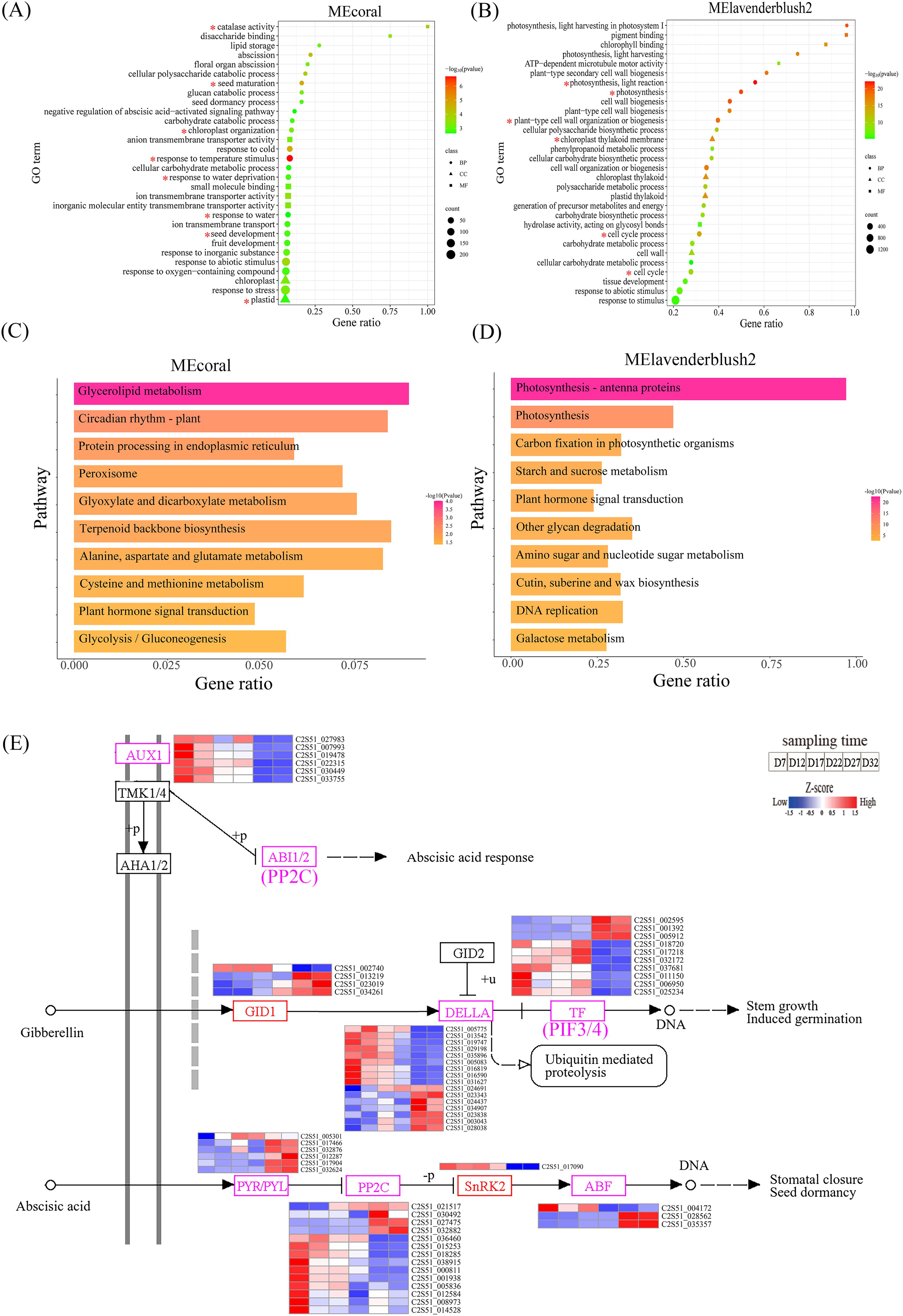 Five panels display data visualizations related to gene ontology and pathway analysis. Panels A and B show dot plots for gene ontology terms with gene ratios and significance levels. Panels C and D present bar graphs of pathways, highlighting significant pathways in MEcoral and MElavenderblush2, respectively. Panel E illustrates a molecular pathway involving gibberellin and abscisic acid, showing interactions and heatmaps for gene expression levels over time.