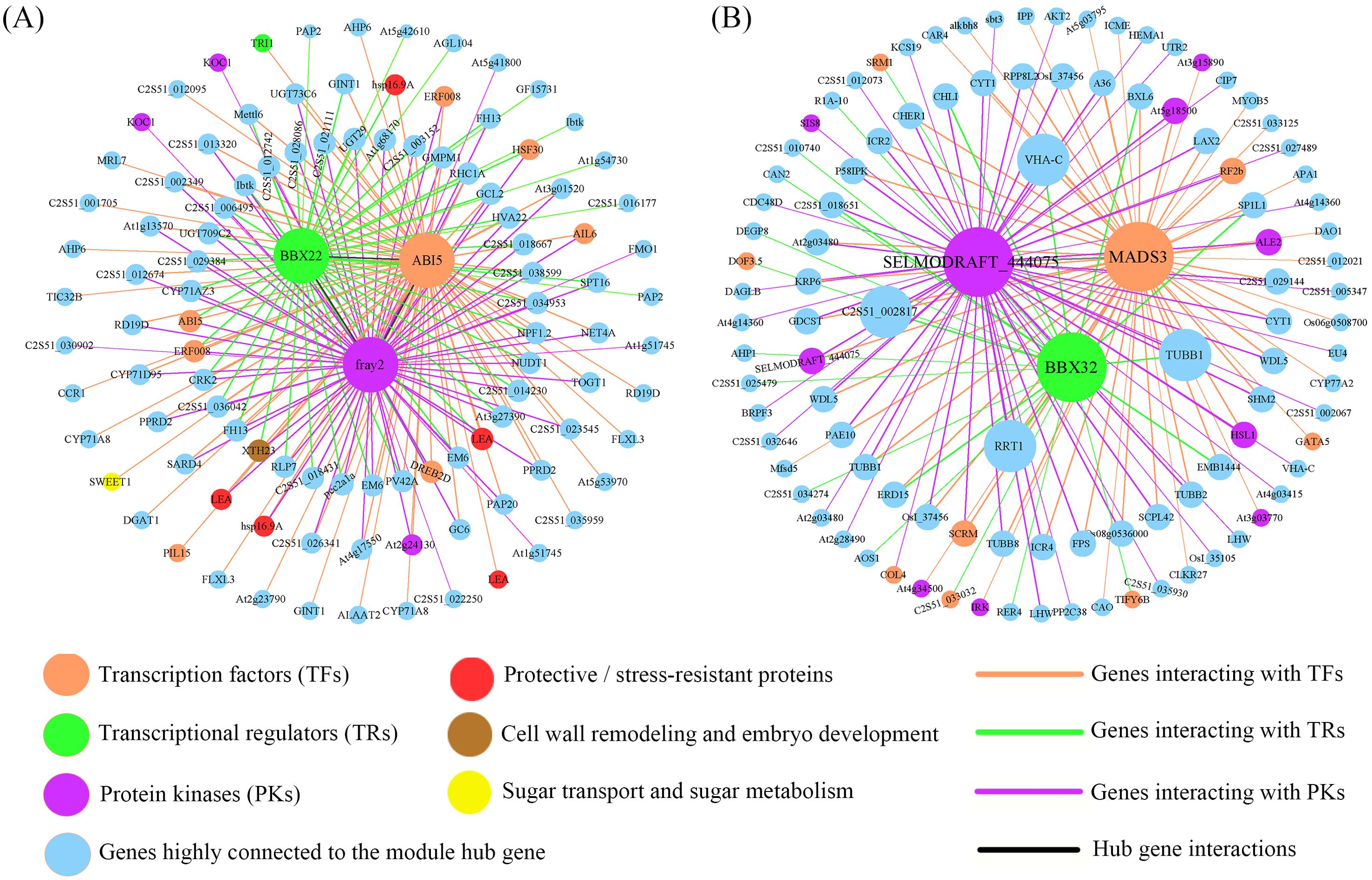 Two network diagrams, labeled A and B, illustrate gene interactions with color-coded nodes and edges. Nodes represent various gene categories: transcription factors (orange), transcriptional regulators (green), protein kinases (purple), stress-resistant proteins (red), cell wall remodeling (brown), and sugar metabolism (yellow). Colored lines indicate gene interactions: orange (transcription factors), green (transcriptional regulators), purple (protein kinases), and black (hub gene interactions). Diagram A centers on nodes BBX22, ABI5, and fray2, while B focuses on SELMODRAFT, MADS3, and BBX32. Each node is connected by lines representing specific interactions.