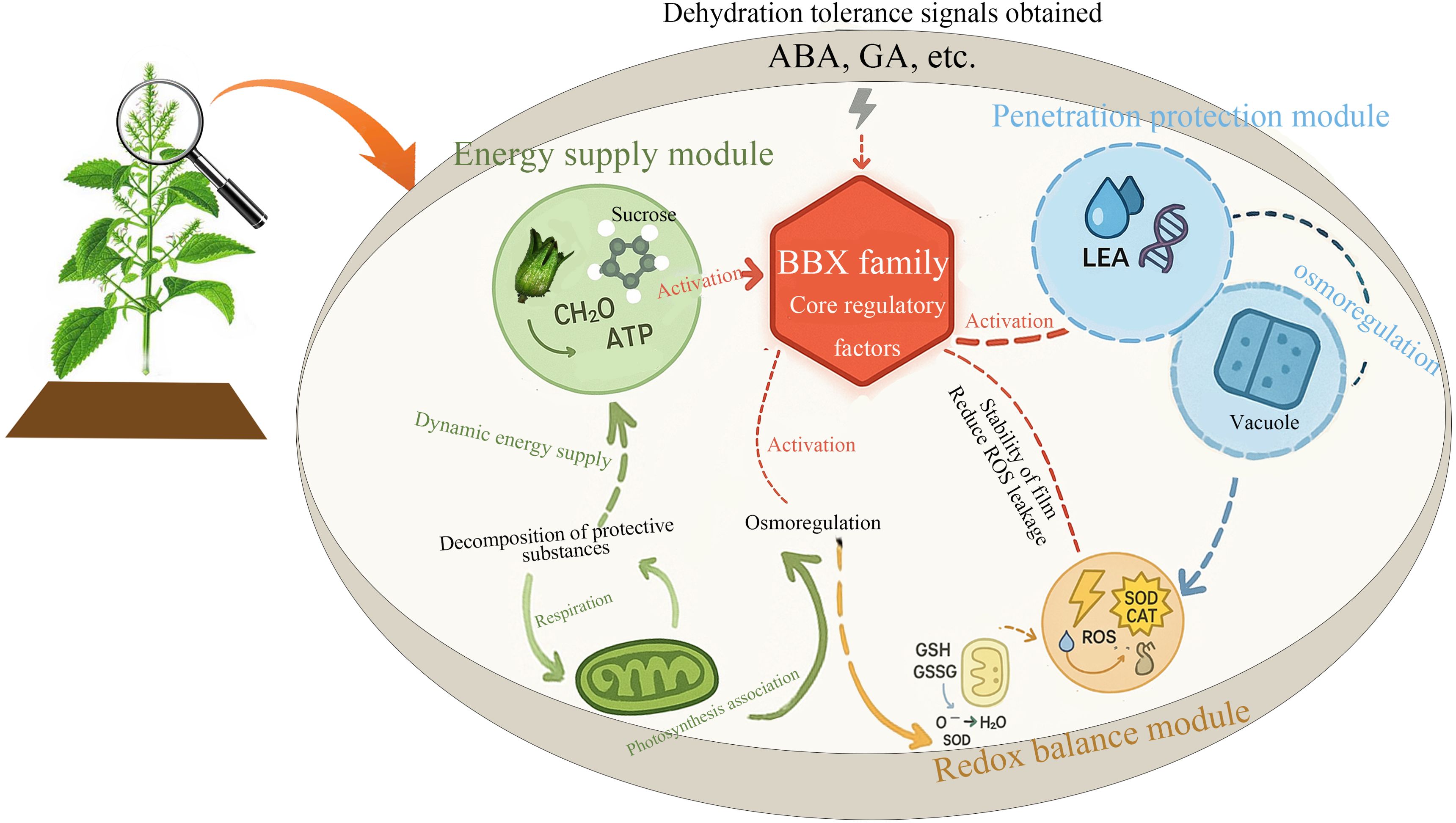 Diagram illustrating plant dehydration tolerance mechanisms. A plant is shown with various modules highlighted: Energy supply (involving ATP and sucrose), Penetration protection (LEA proteins and vacuole for osmoregulation), and Redox balance (involving ROS, SOD, and CAT). The BBX family is central as a core regulatory factor, linking modules through activation pathways. Dehydration tolerance signals such as ABA and GA are indicated.