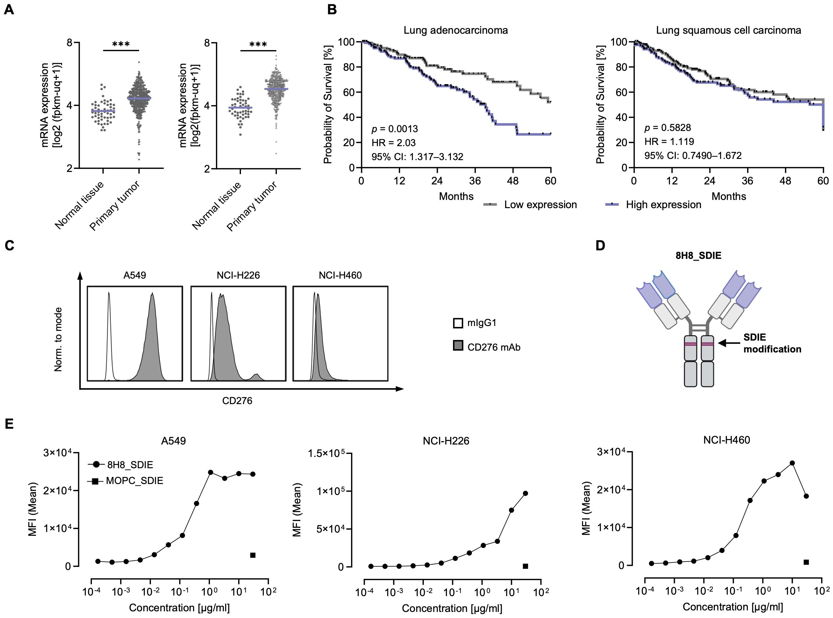 Panel A shows CD276 mRNA expression data in normal lung vs. primary tumor tissues (adenocarcinoma and squamous cell carcinoma), derived from TCGA/TARGET/GTEx and processed using the UCSC Xena platform. Panel B displays Kaplan-Meier survival curves for both cancer subtypes based on CD276 expression quartiles. Panel C presents flow cytometry histograms of CD276 surface expression on NSCLC cell lines, comparing staining with CD276-Pe/Cy7 vs. isotype control. Panel D shows a schematic of the Fc-engineered anti-CD276 antibody (8H8_SDIE). Panel E depicts flow cytometry titration curves of 8H8_SDIE binding vs. MOPC_SDIE control.