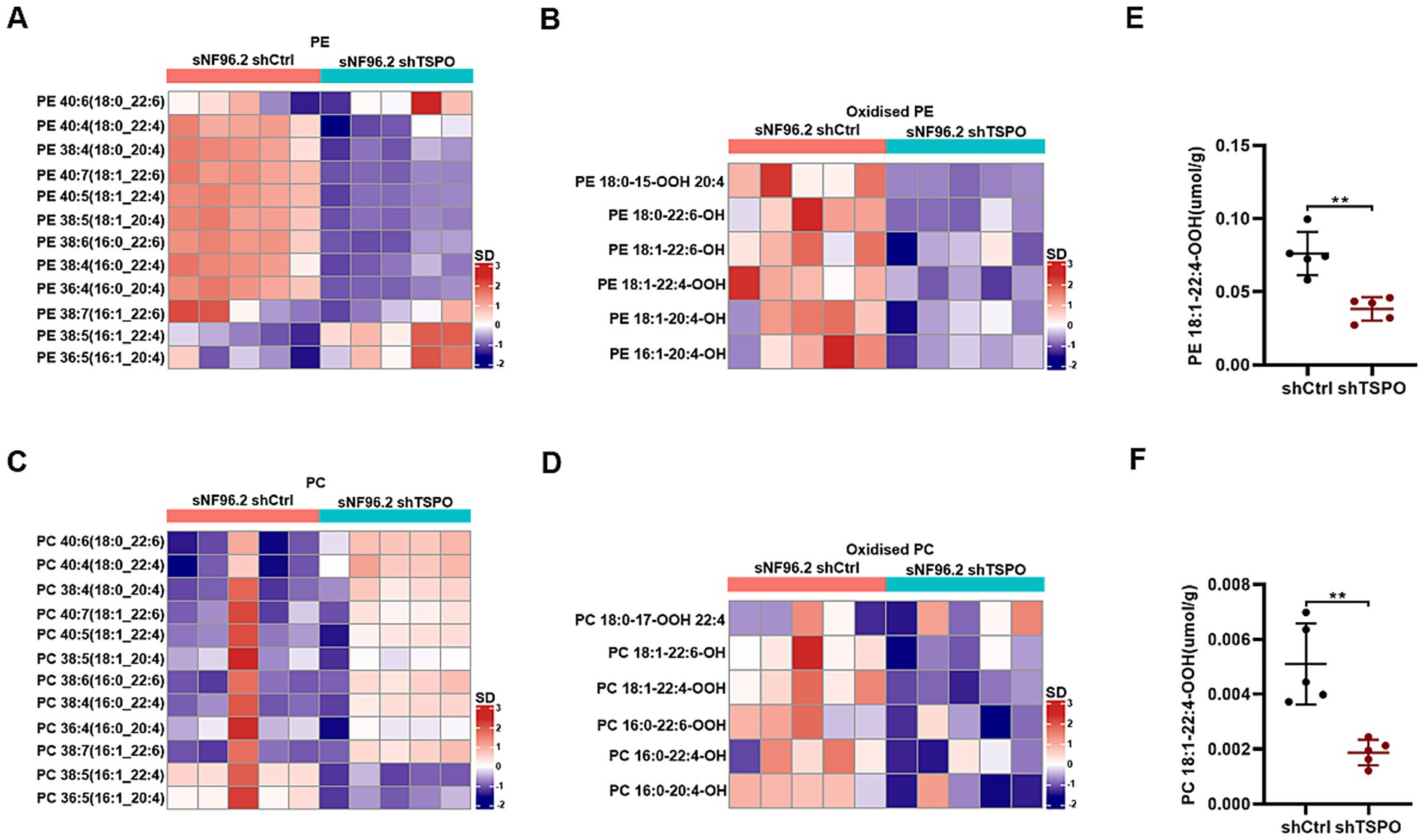 Heatmaps and dot plots comparing lipid species between sNF96.2 shCtrl and sNF96.2 shTSPO groups. Panels A and B show heatmaps for PE and oxidized PE, respectively, with a color scale from light red to dark blue. Panels C and D present heatmaps for PC and oxidized PC. Panels E and F display dot plots for PE 18:1-22:4-OOH and PC 18:1-22:4-OOH levels, showing a significant decrease in the shTSPO group.