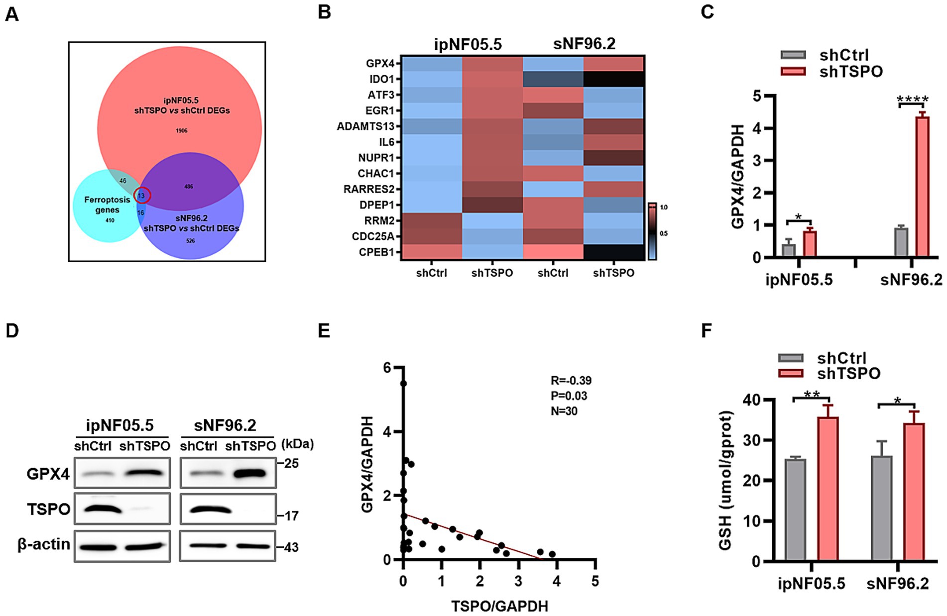 A multi-paneled image provides data on gene expression analysis. Panel A: A Venn diagram shows overlap between DEGs in ipNF05.5 and sNF96.2 cells, highlighting ferroptosis genes. Panel B: A heat map details expression levels of various genes under different conditions in ipNF05.5 and sNF96.2 cells. Panel C: A bar graph illustrates GPX4 relative expression levels, comparing shCtrl and shTSPO treatments. Panel D: Western blot results display protein levels of GPX4, TSPO, and β-actin in different cell lines. Panel E: A scatter plot shows the correlation between GPX4 and TSPO expression. Panel F: A bar graph displays GSH levels in cells. Statistically significant differences are indicated.
