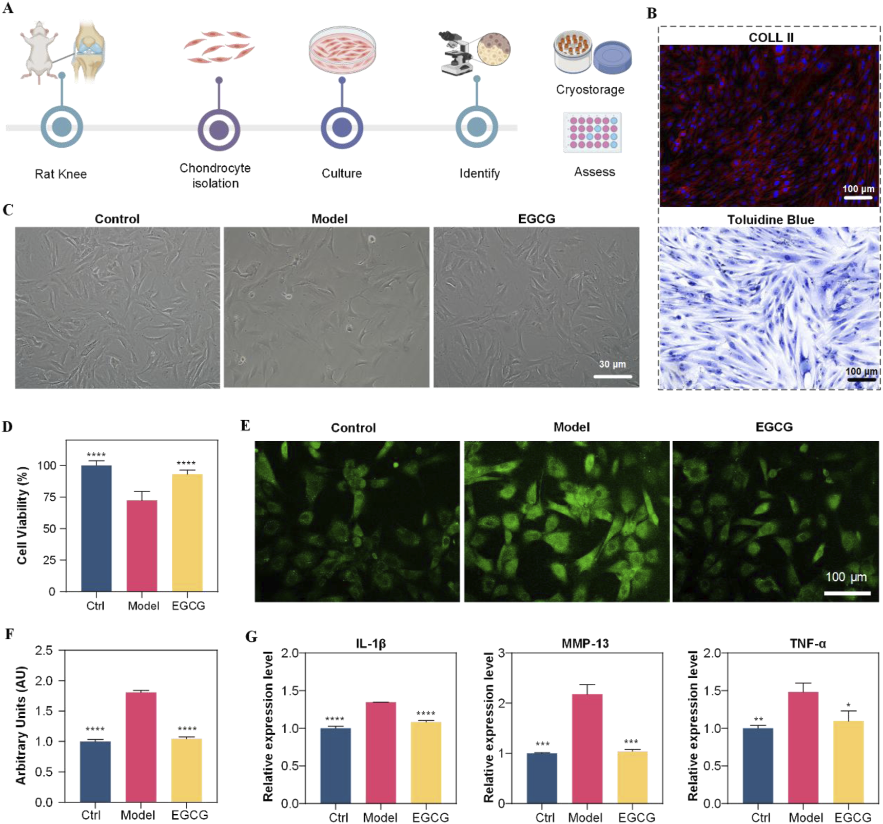 Diagram shows chondrocyte study using rats. (A) Workflow from rat knee to assessment. (B) Histology images labeled Coll II and Toluidine Blue. (C) Microscopic images show control, model, and EGCG-treated cells. (D) Bar graph of cell viability; EGCG shows moderate improvement. (E) Fluorescent images highlight chondrocyte differences. (F) Arbitrary units graph; EGCG shows effect. (G) Expression levels for IL-1β, MMP-13, TNF-α; EGCG shows decreased expression compared to model.