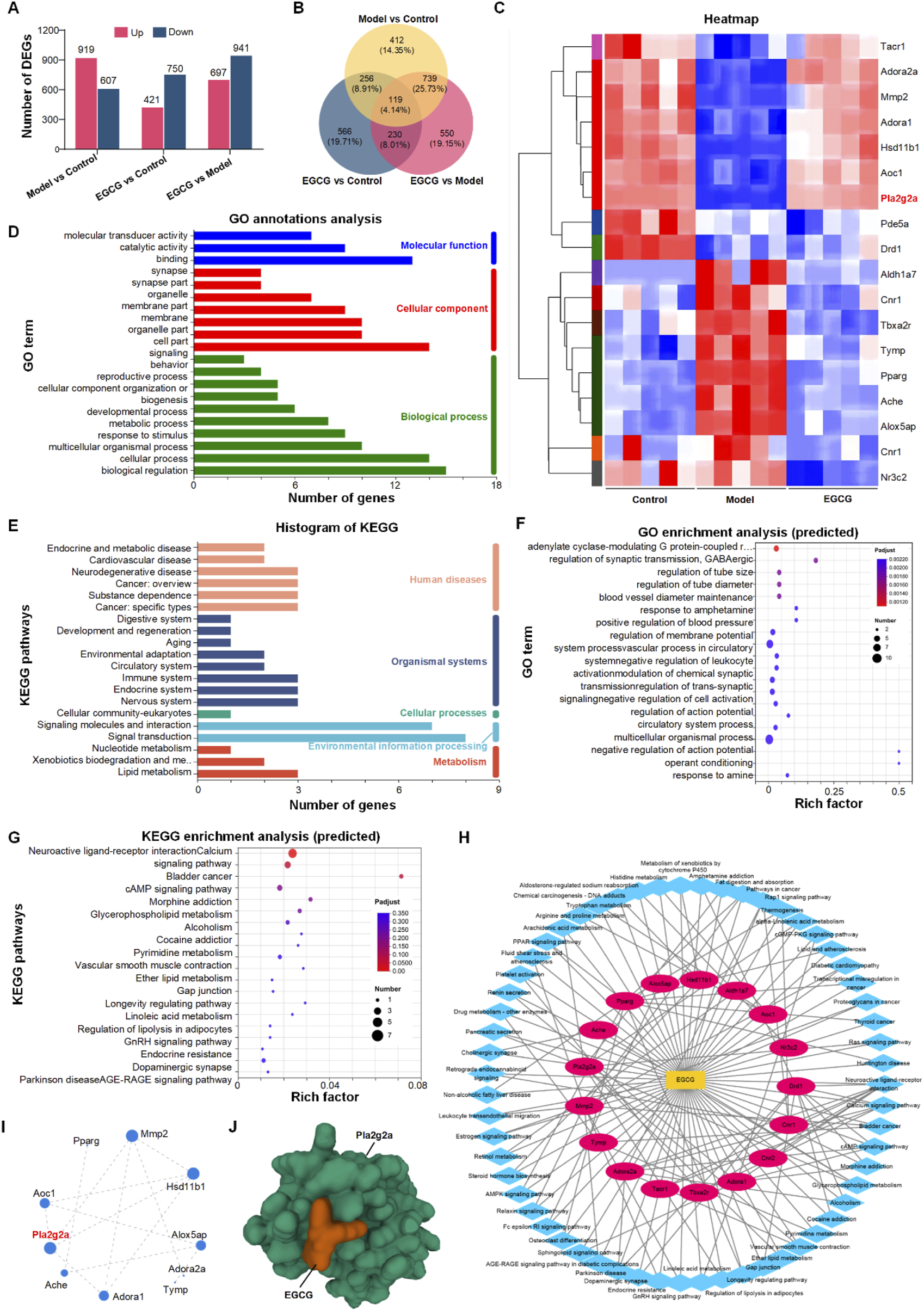 The image comprises multiple panels depicting various bioinformatics analyses. Panel A displays bar charts on differentially expressed genes in three comparisons: Model vs Control, EGCG vs Control, and EGCG vs Model. Panel B shows a Venn diagram of these comparisons. Panel C presents a heatmap highlighting gene expression patterns. Panel D features a bar chart of gene ontology annotations categorized into molecular functions, cellular components, and biological processes. Panel E includes a histogram of KEGG pathways. Panel F displays a scatter plot of predicted gene ontology enrichment. Panel G shows KEGG enrichment analysis. Panel H illustrates a network diagram of gene-pathway interactions, and Panel I presents a gene interaction network. Panel J is a molecular structure visualization of the gene Pla2g2a with EGCG.