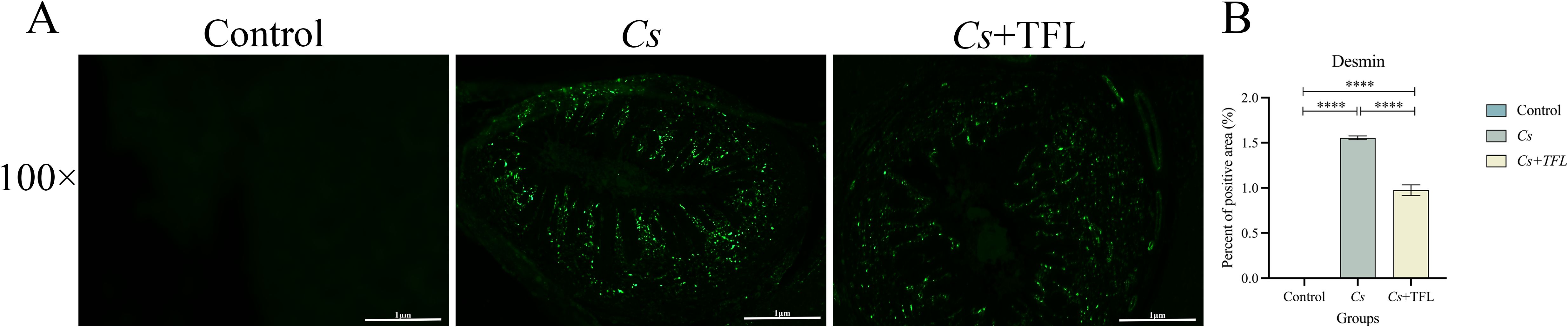 Fluorescent microscopy images and a bar graph. Part A shows three images labeled Control, Cs, and Cs+TFL at 100x magnification. The Cs and Cs+TFL images display green fluorescence. Part B is a bar graph titled “Desmin” showing the percent of positive area for Control, Cs, and Cs+TFL groups. Cs has the highest value, followed by Cs+TFL, with significant differences marked by asterisks.