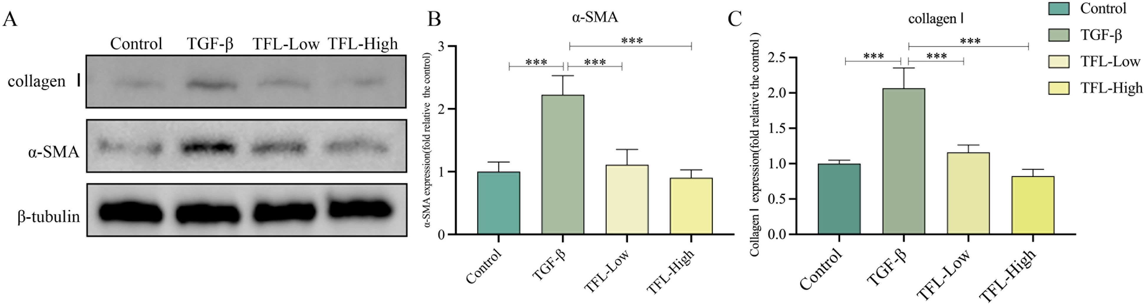 Gel electrophoresis and bar graphs analyze the expression of collagen I and α-SMA under different conditions: Control, TGF-β, TFL-Low, and TFL-High. Panel A shows protein bands for collagen I, α-SMA, and β-tubulin. Panel B illustrates α-SMA expression, and Panel C illustrates collagen I expression, both with statistical comparisons indicating significant differences (***).