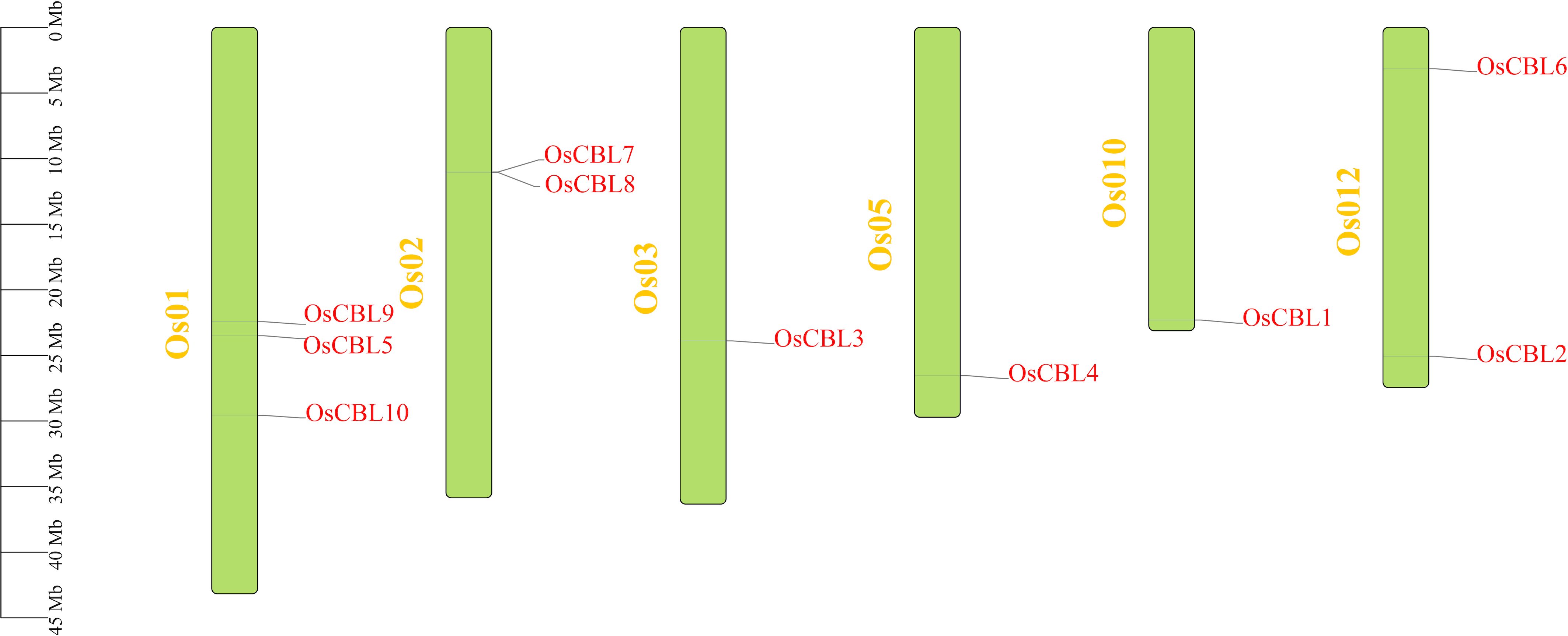 Diagram of rice chromosomes labeled Os01 to Os12, showing the locations of OsCBL genes. OsCBL9, OsCBL5, and OsCBL10 are on Os01; OsCBL7 and OsCBL8 on Os02; OsCBL3 on Os03; OsCBL4 on Os05; OsCBL1 on Os10; and OsCBL6 and OsCBL2 on Os12. Chromosome lengths are indicated on the left in megabases.