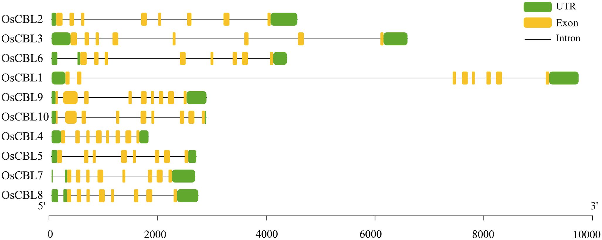 Diagram illustrating the gene structures of OsCBL2 to OsCBL8. Green boxes represent untranslated regions (UTRs), yellow boxes denote exons, and black lines indicate introns. A scale from 0 to 10000 is shown along the bottom axis.