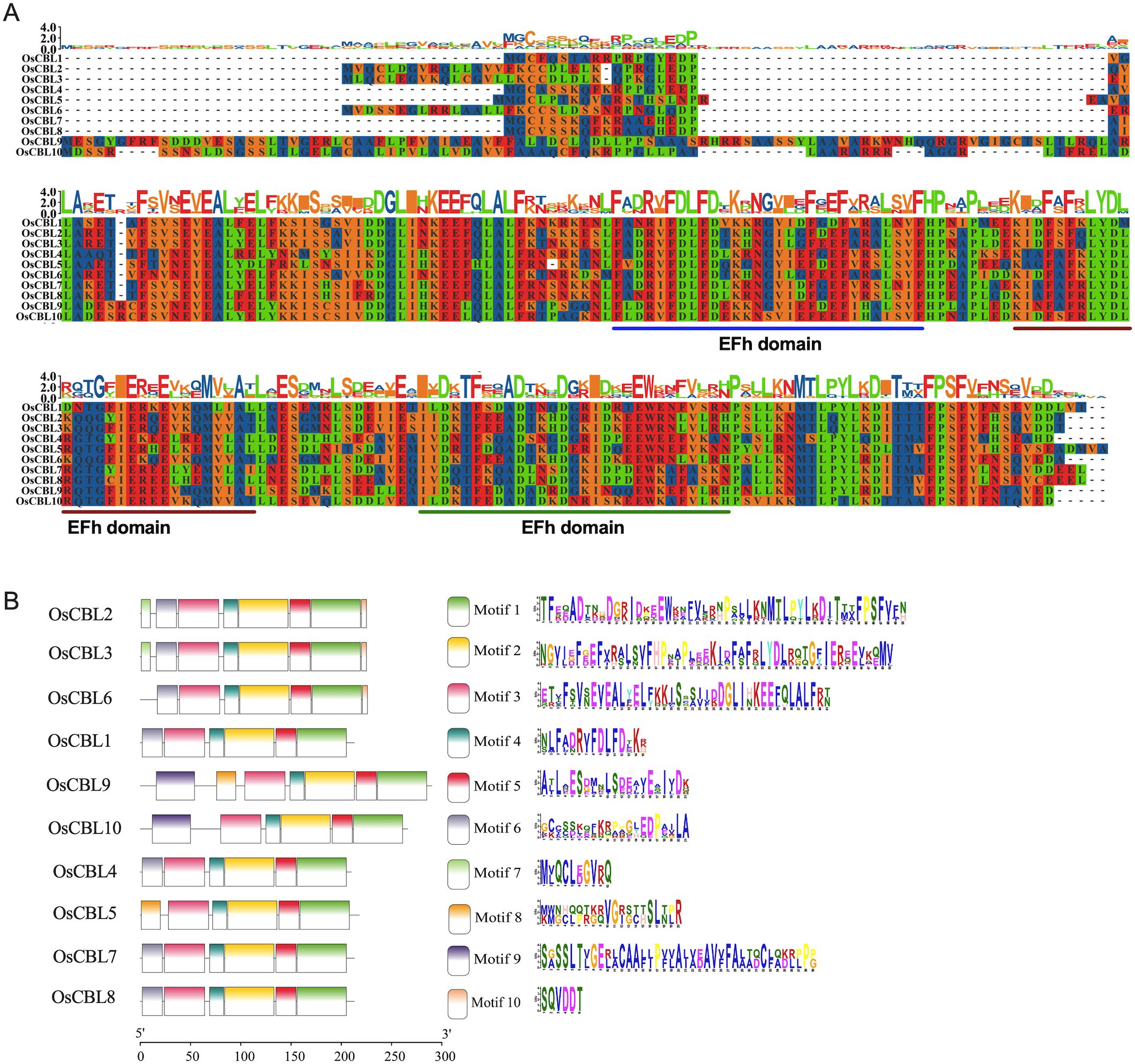 Panel A displays a multiple sequence alignment highlighting conserved EFh domains in OsCBL proteins with color-coded residues. Panel B shows the motif distribution in different OsCBL proteins, represented by colored bars and specific motifs labeled from one to ten. Sequence logos for each motif are provided on the right.