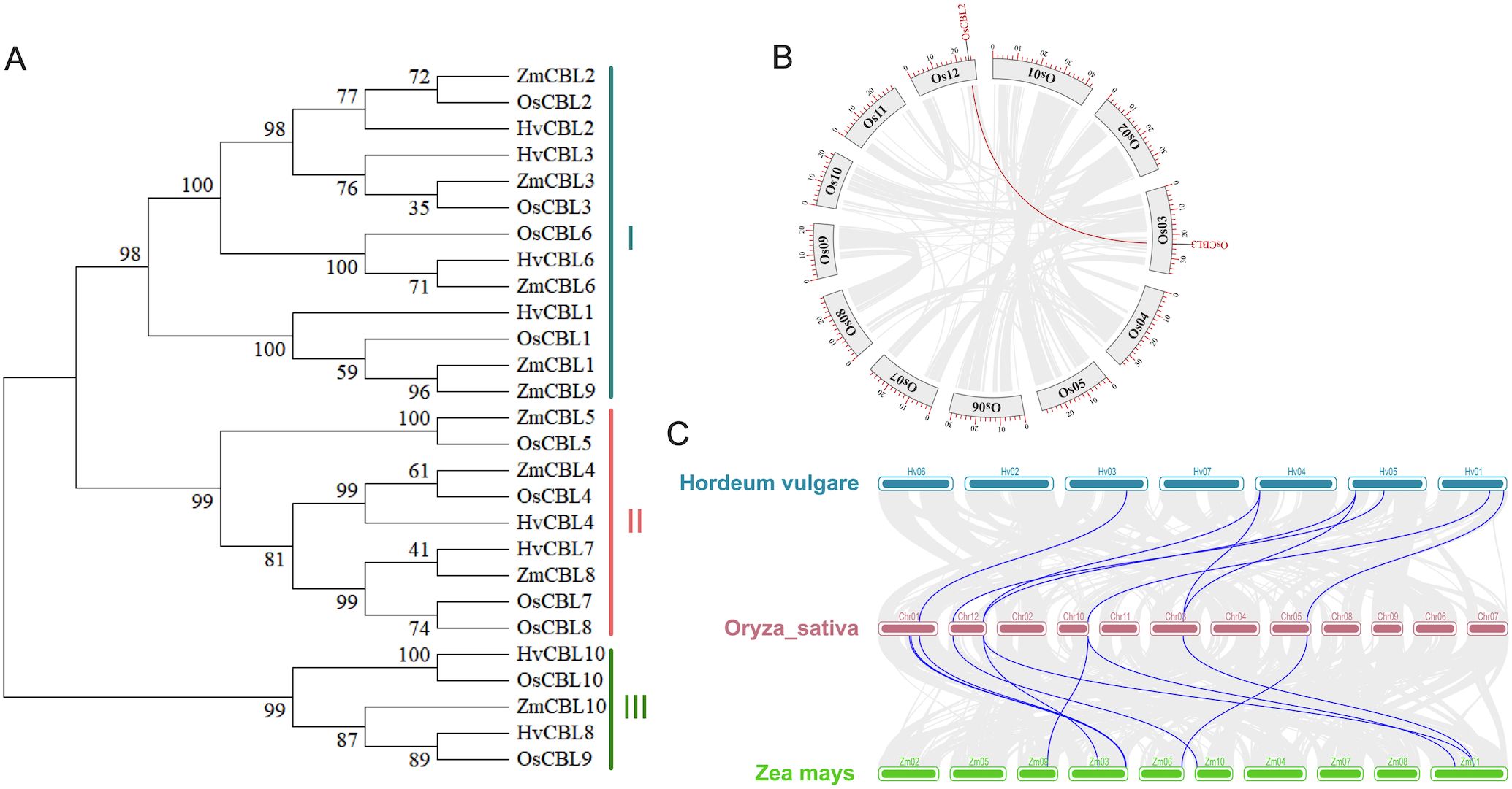 Phylogenetic and genomic analysis of CBL proteins in three plant species. (A) Phylogenetic tree of CBL proteins from Zea mays (Zm), Oryza sativa (Os), and Hordeum vulgare (Hv) with bootstrap values. (B) Chromosomal location and collinearity of OsCBL genes in a circular layout. (C) Synteny analysis showing gene connections between H. vulgare, O. sativa, and Z. mays, with shared chromosomes highlighted in different colors and blue lines indicating homologous gene pairs.