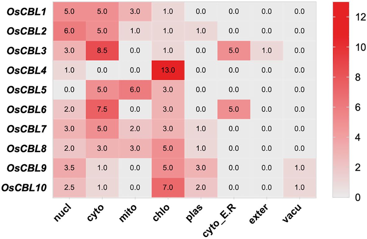Heat map displaying expression levels of various OsCBL genes across different cellular locations. The color intensity indicates expression levels, with darker red representing higher values. OsCBL4 in the chloroplast and OsCBL3 in the cytosol show strong expression. Other notable expressions include OsCBL6 in the cytosol and OsCBL10 in the cytosol endoplasmic reticulum. The scale on the right ranges from 0 to 12.